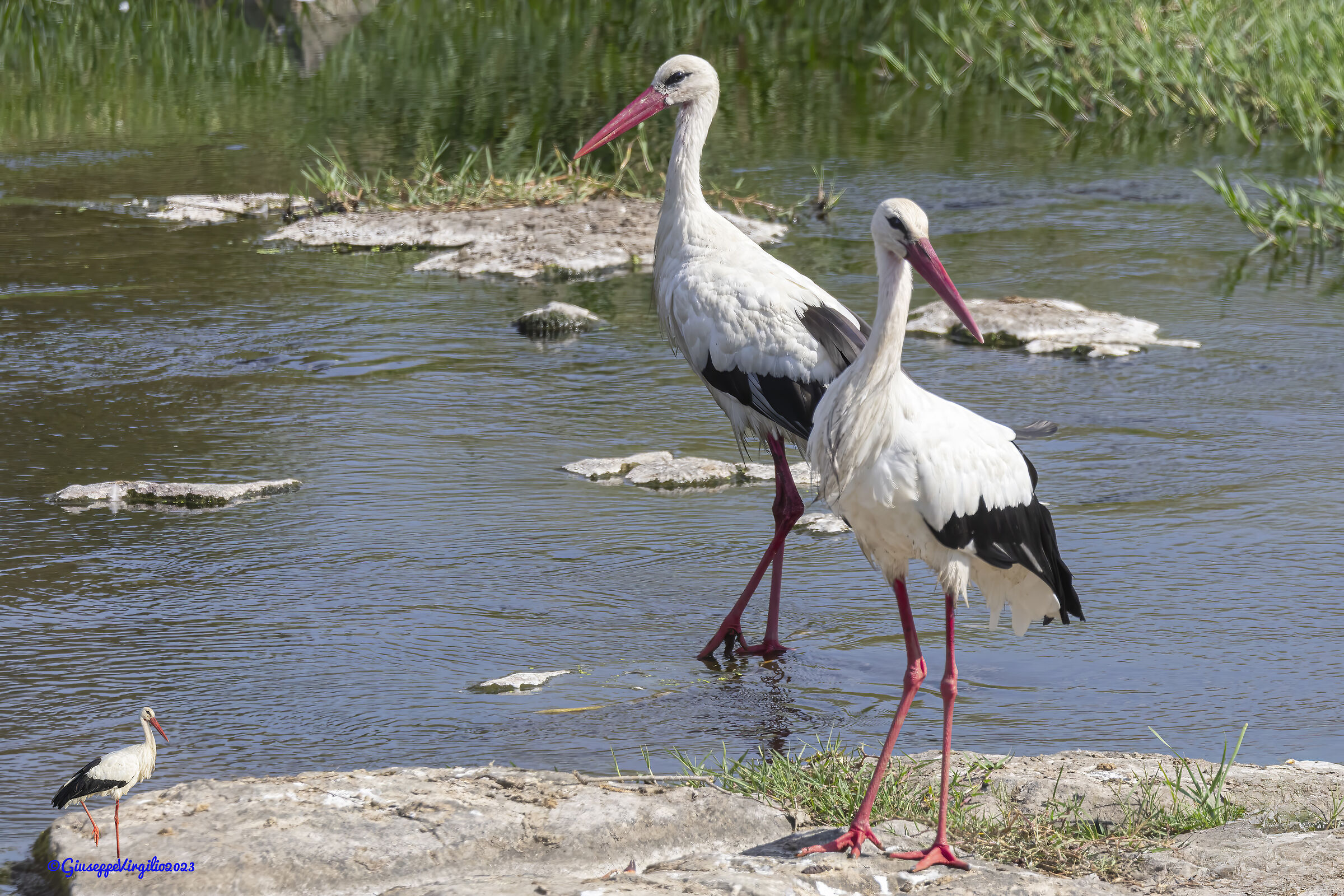 White Stork (Sardinia) 2023...