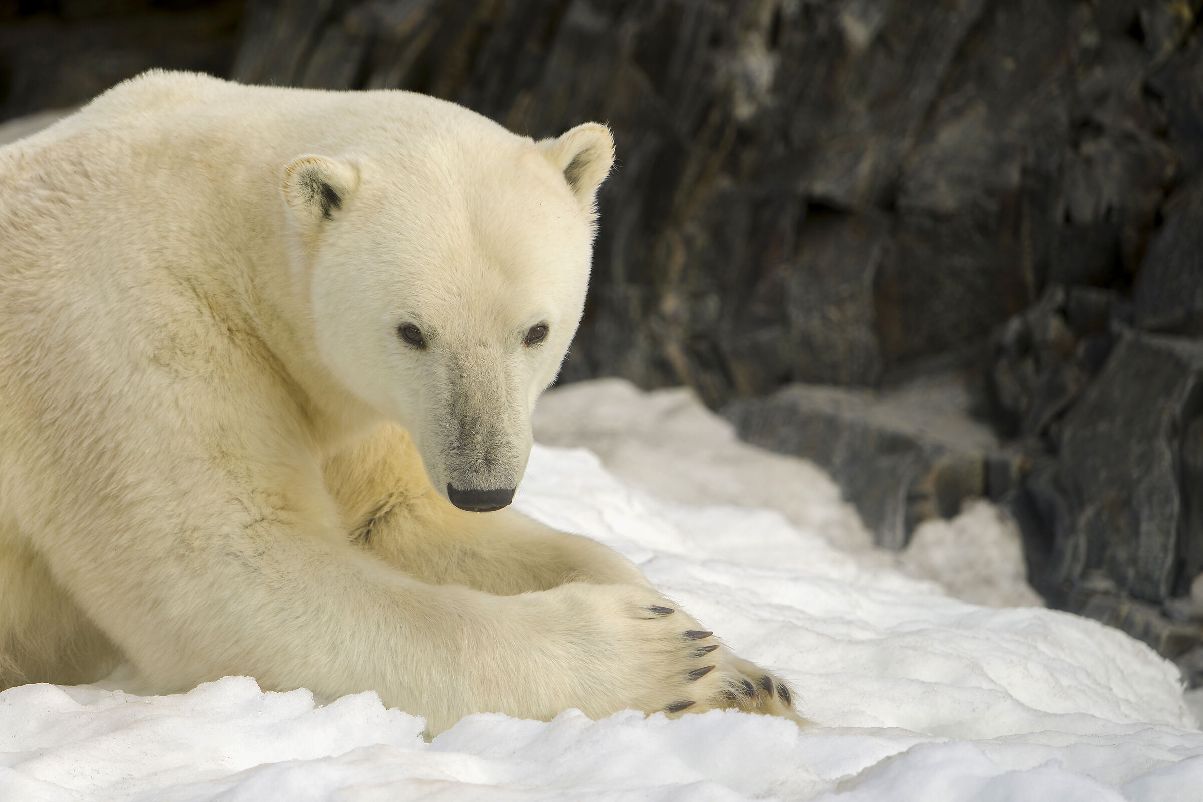 Polar Bear, Svalbard....