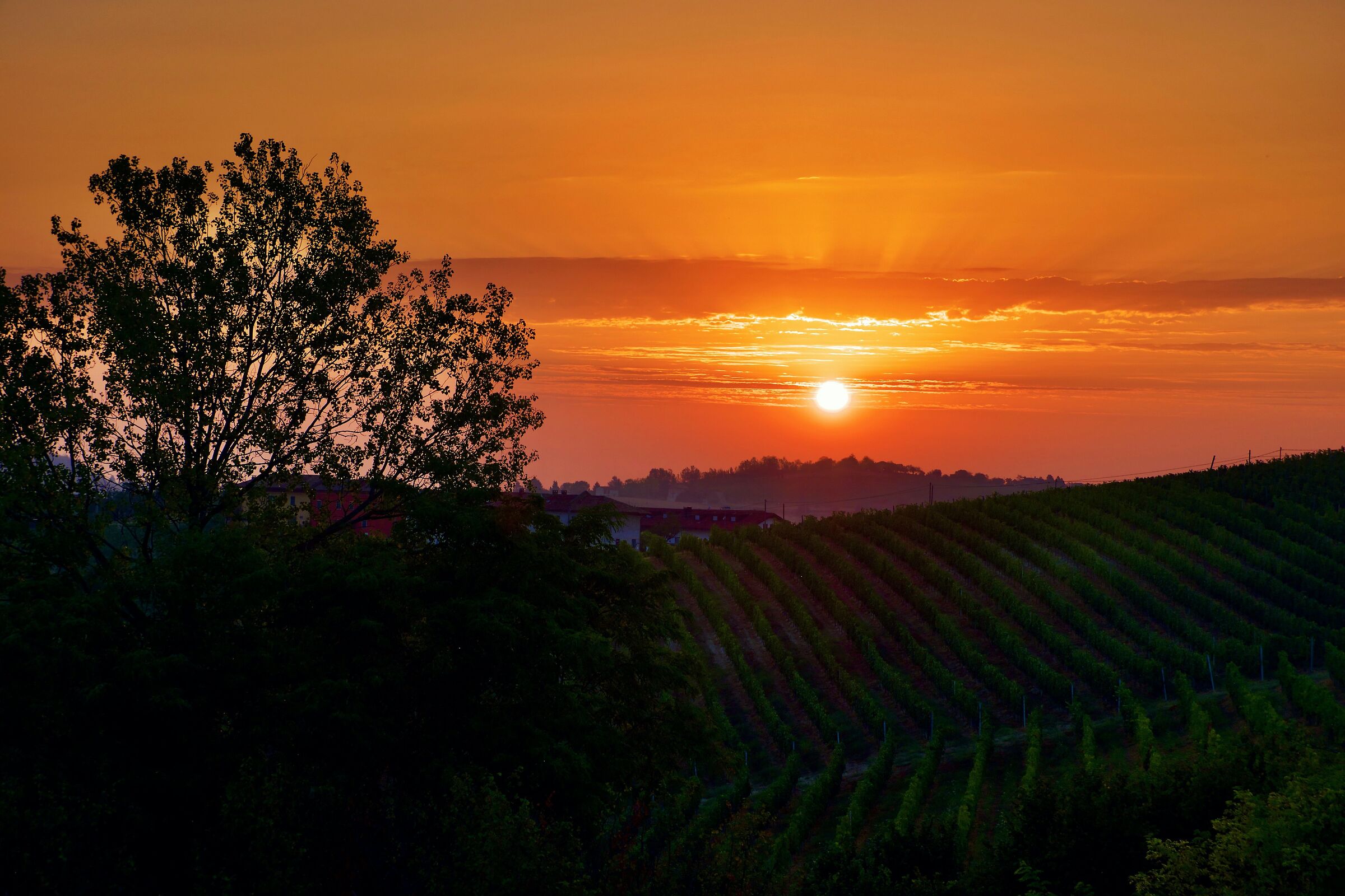 August sunrise over the vineyards...