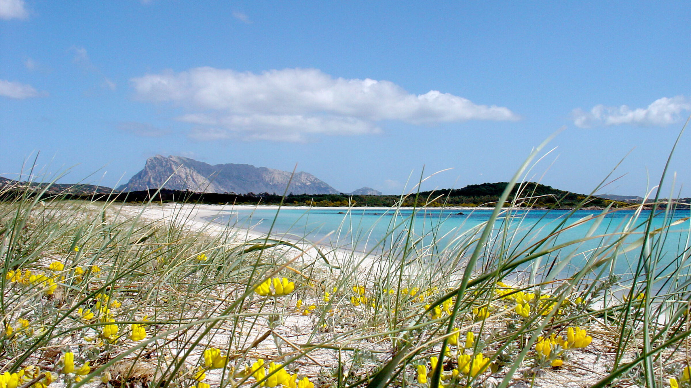 Sardinia, flowers along the beach 2...