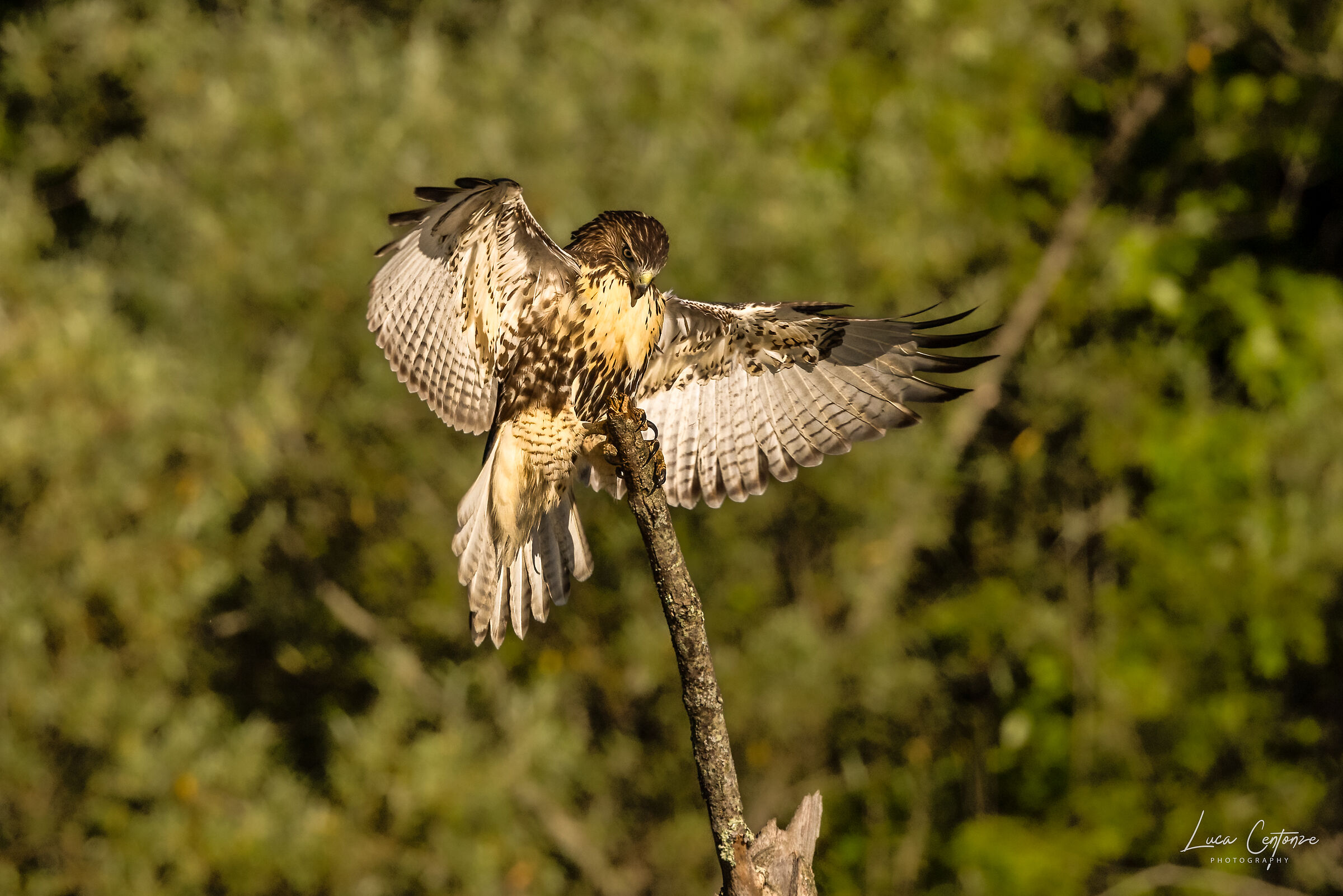 Young Red-tailed buzzard (Buteo jamaicensis) ...