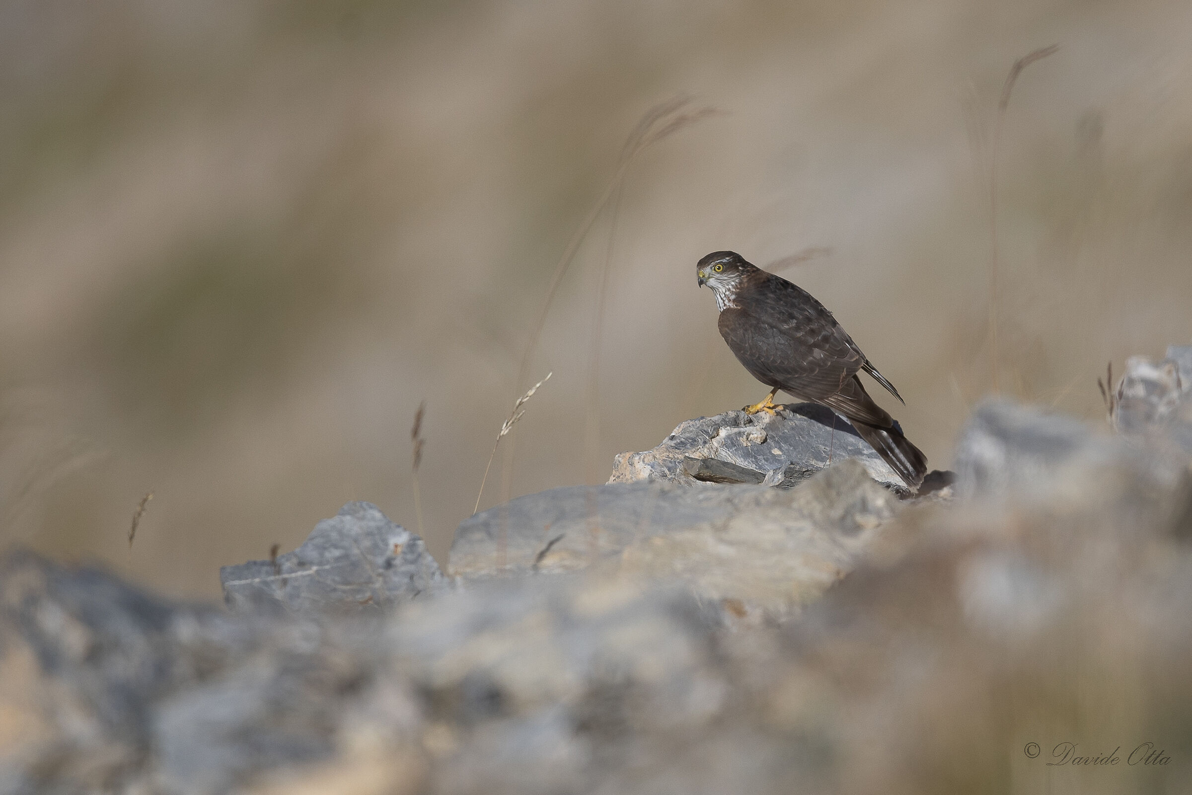 Sparrowhawk at 2700m...