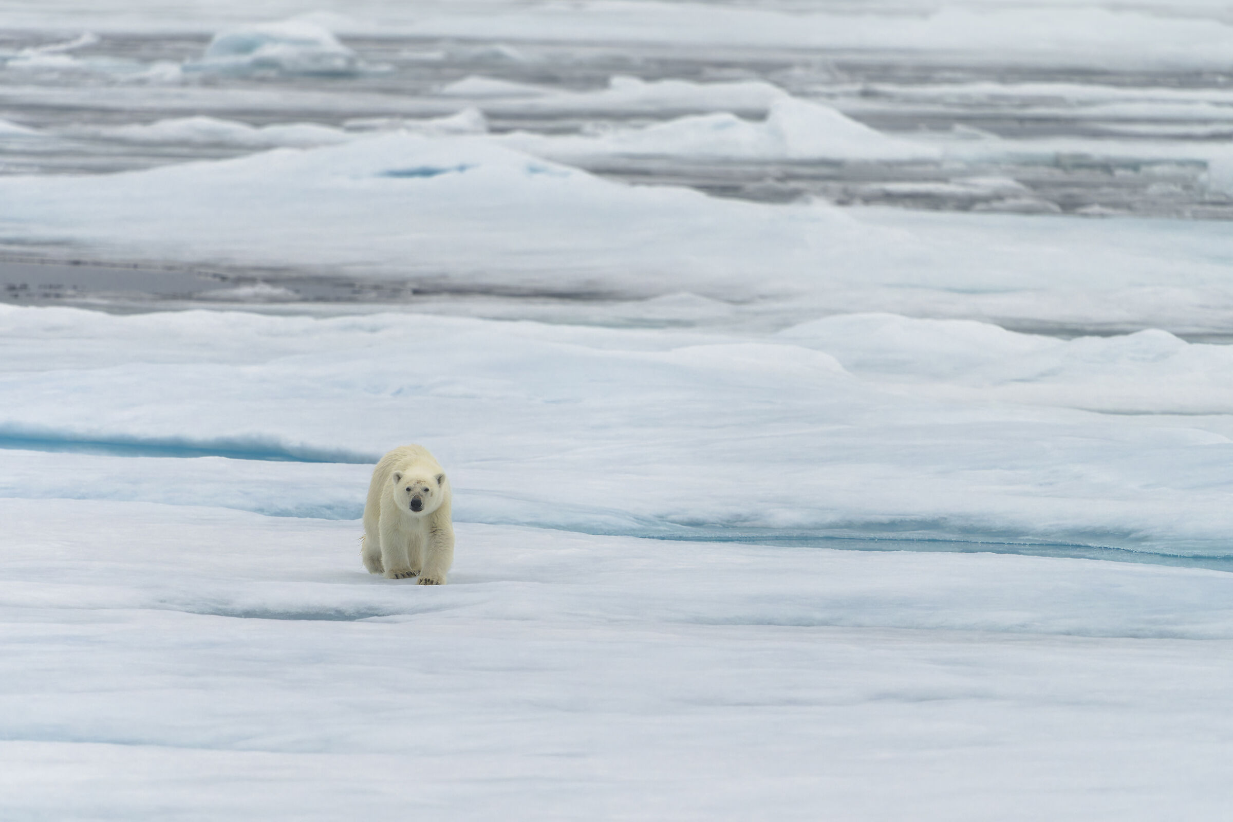 Polar bear, Svalbard....