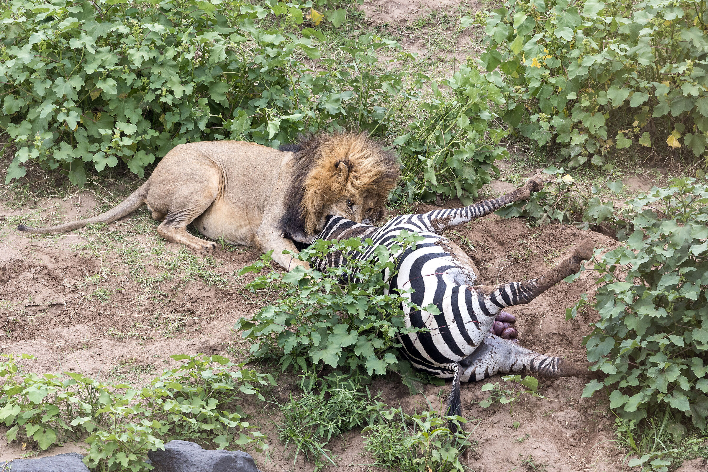 Vita e morte al Masai Mara, ore 16:16 e 27 secondi...