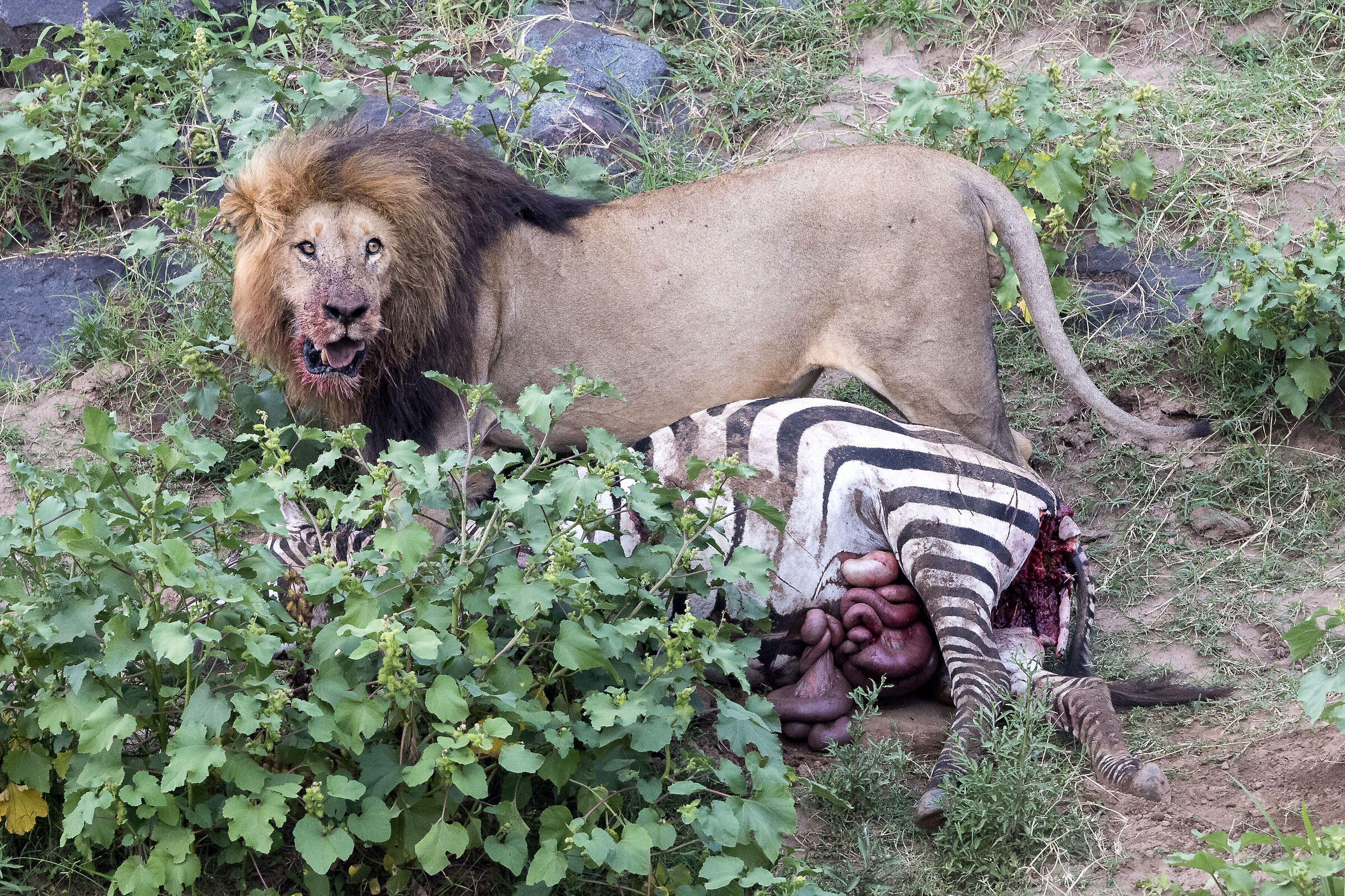 Vita e morte al Masai Mara, ore 17:08 e 24 secondi...