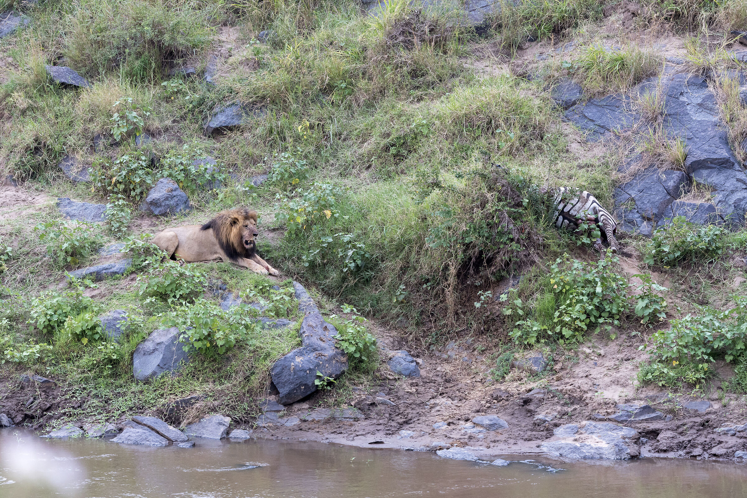 Vita e morte al Masai Mara, ore 17:17 e 40 secondi...