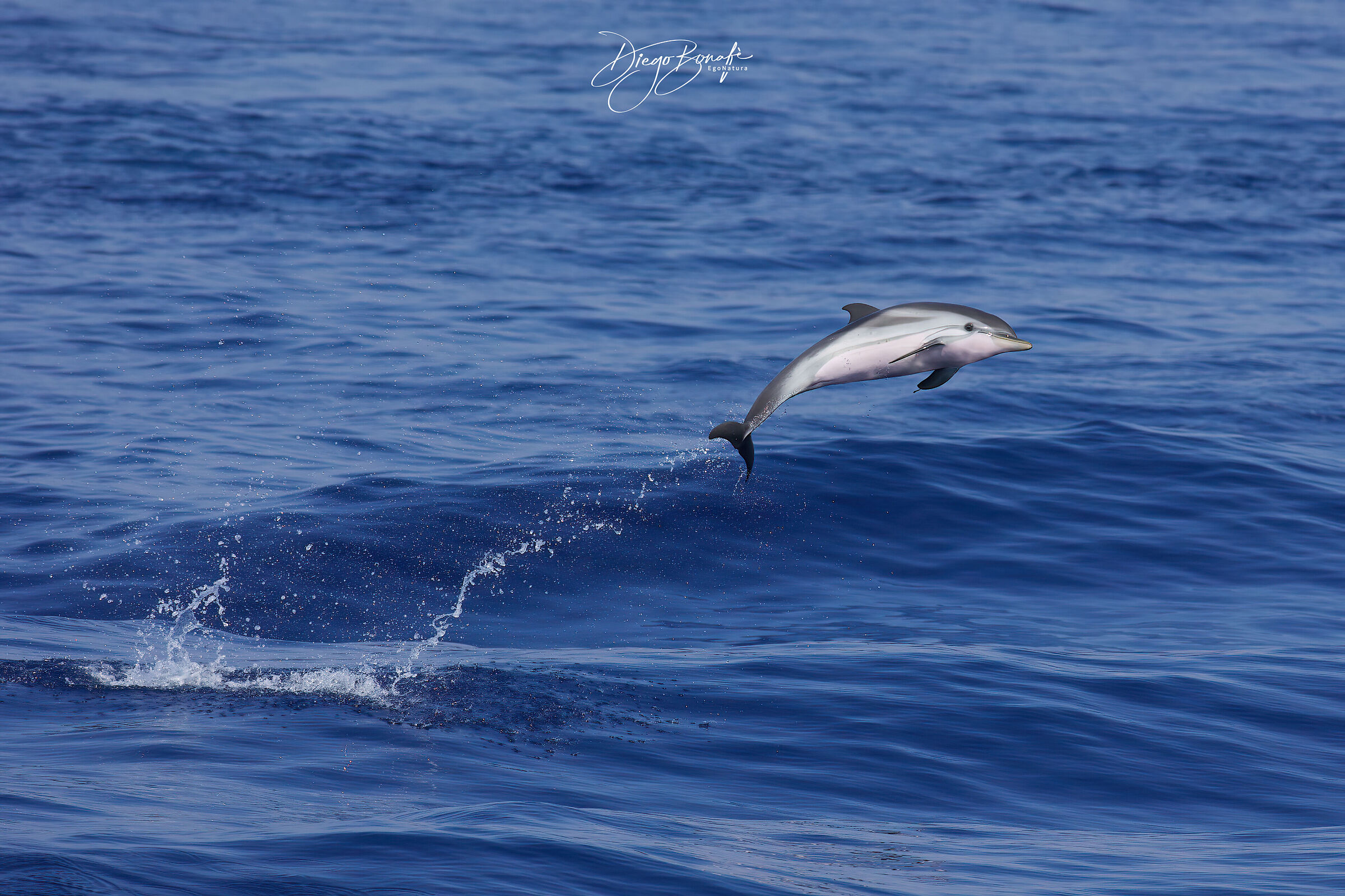 Striped dolphin ...