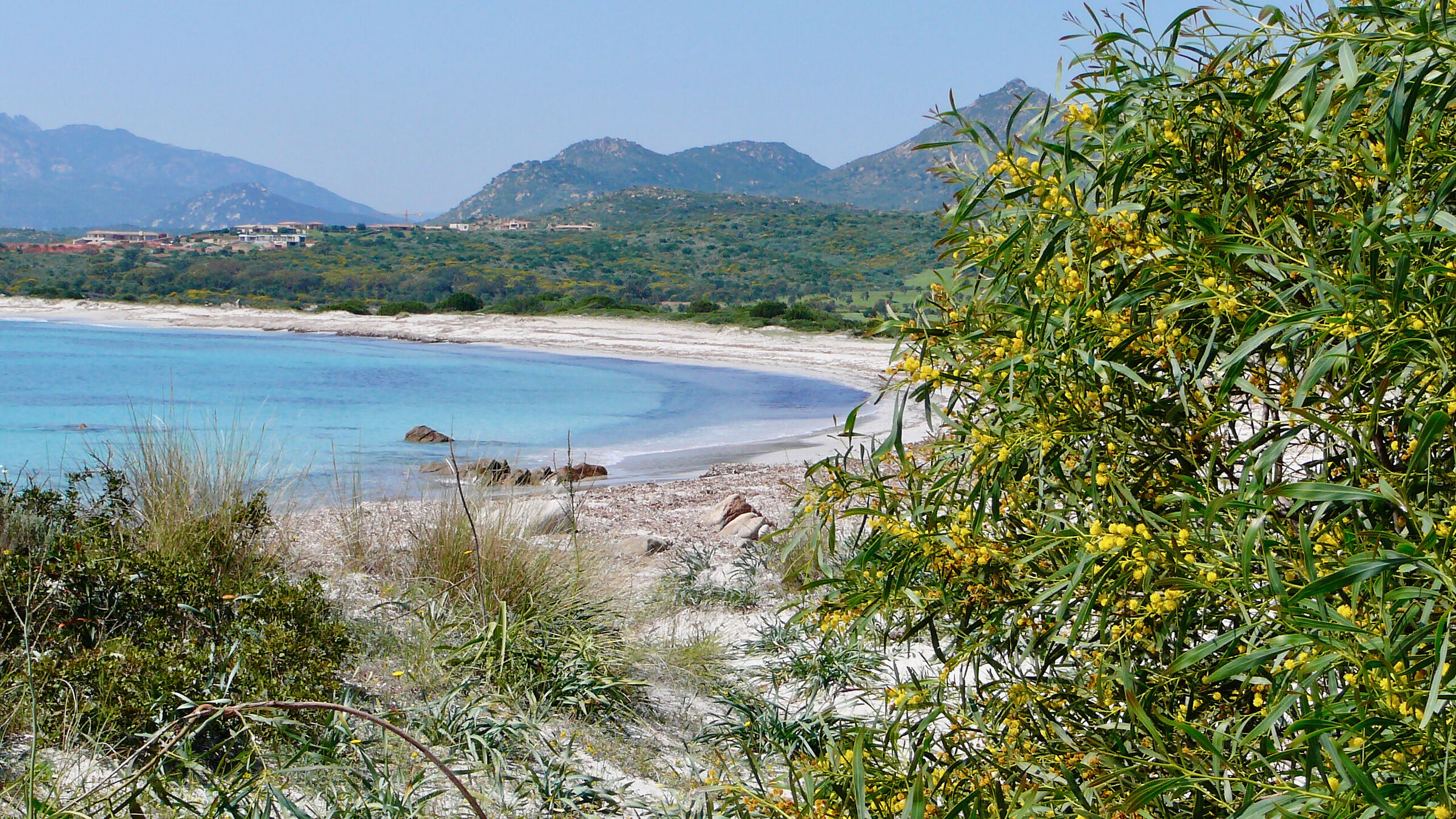 Sardegna, mimose presso la spiaggia...