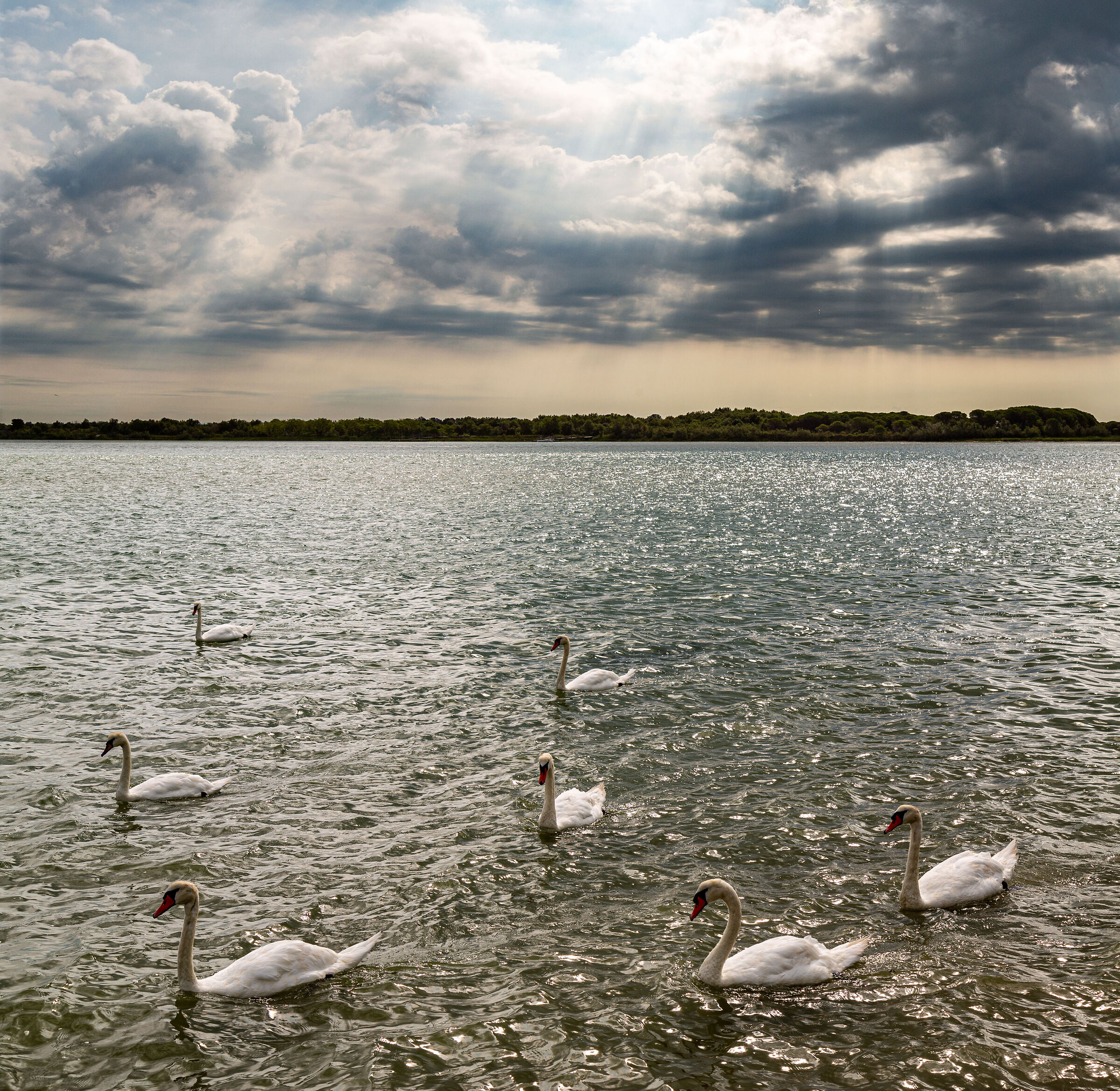 Herd of swans in the lagoon, Caorle....