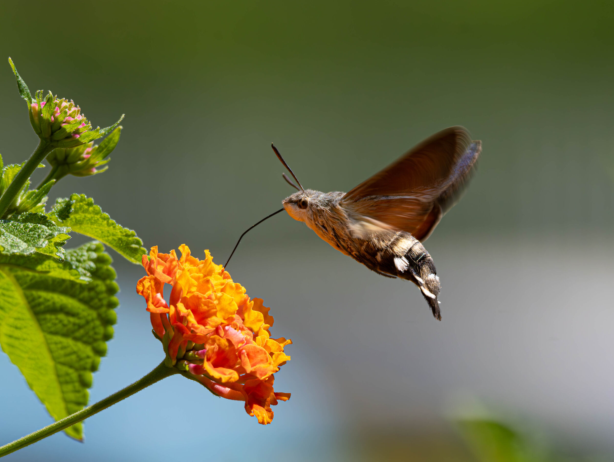 Hummingbird butterfly ...