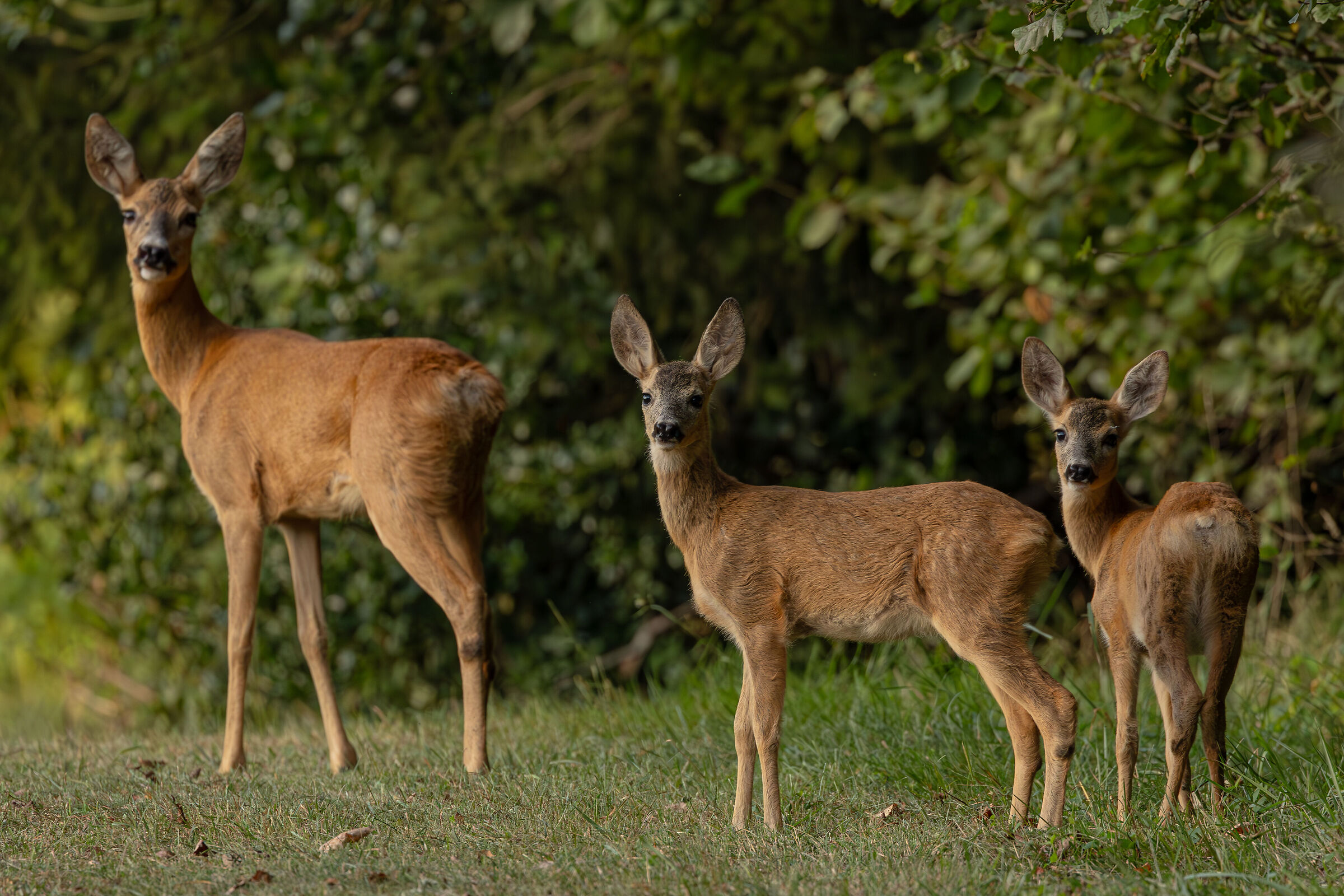 Family of roe deer...