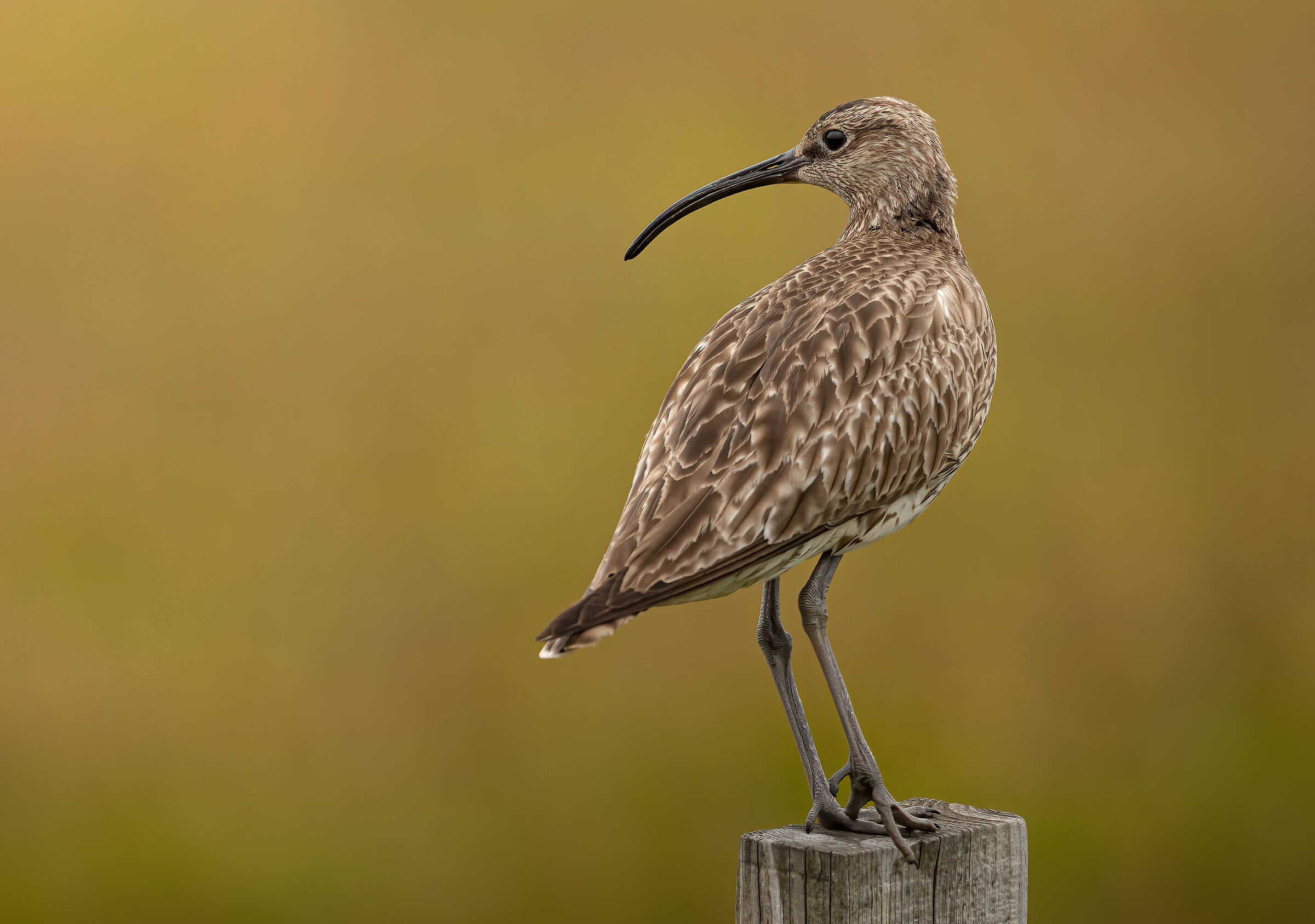 Lookout curlew...