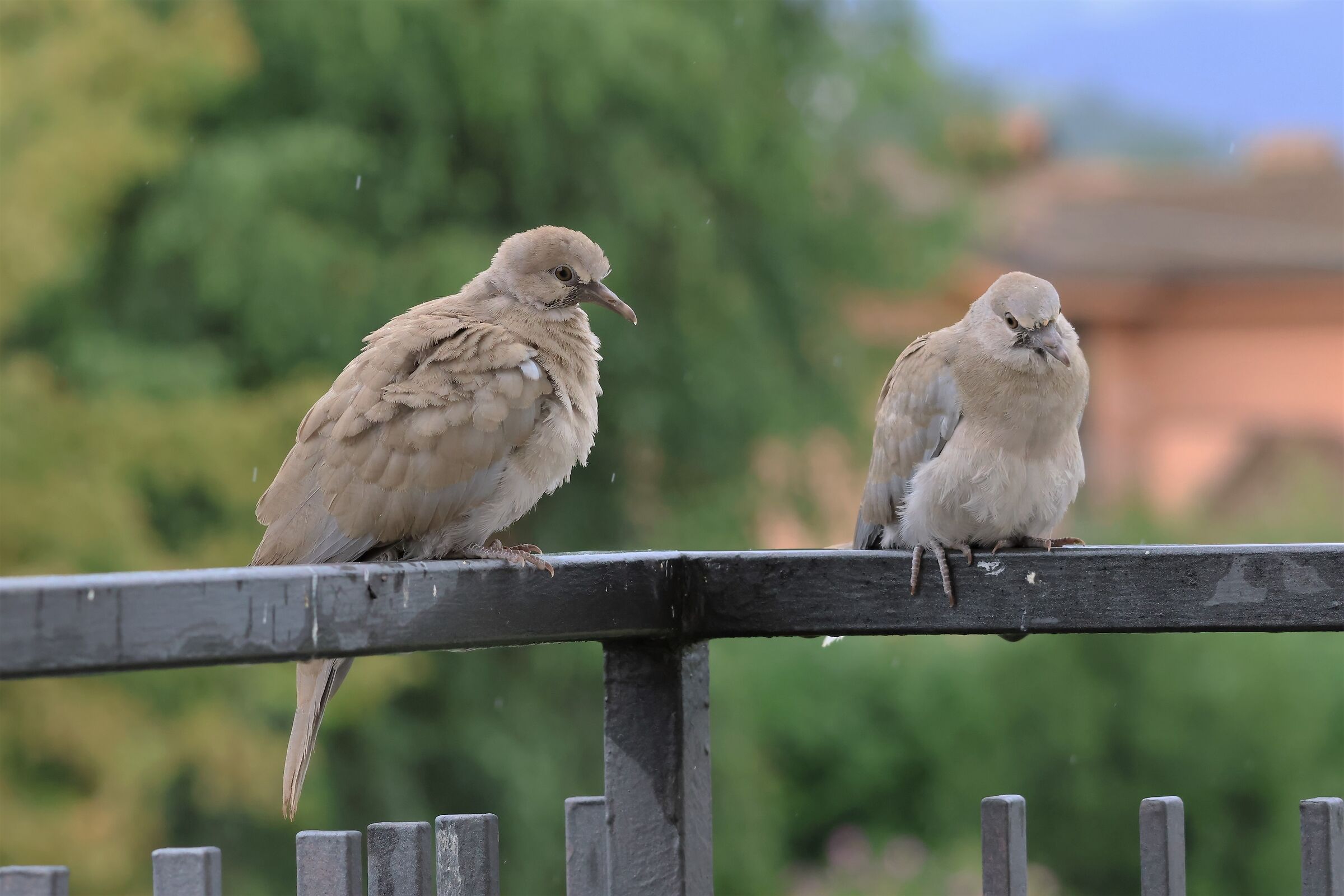 Turtledoves (young) in the rain.......