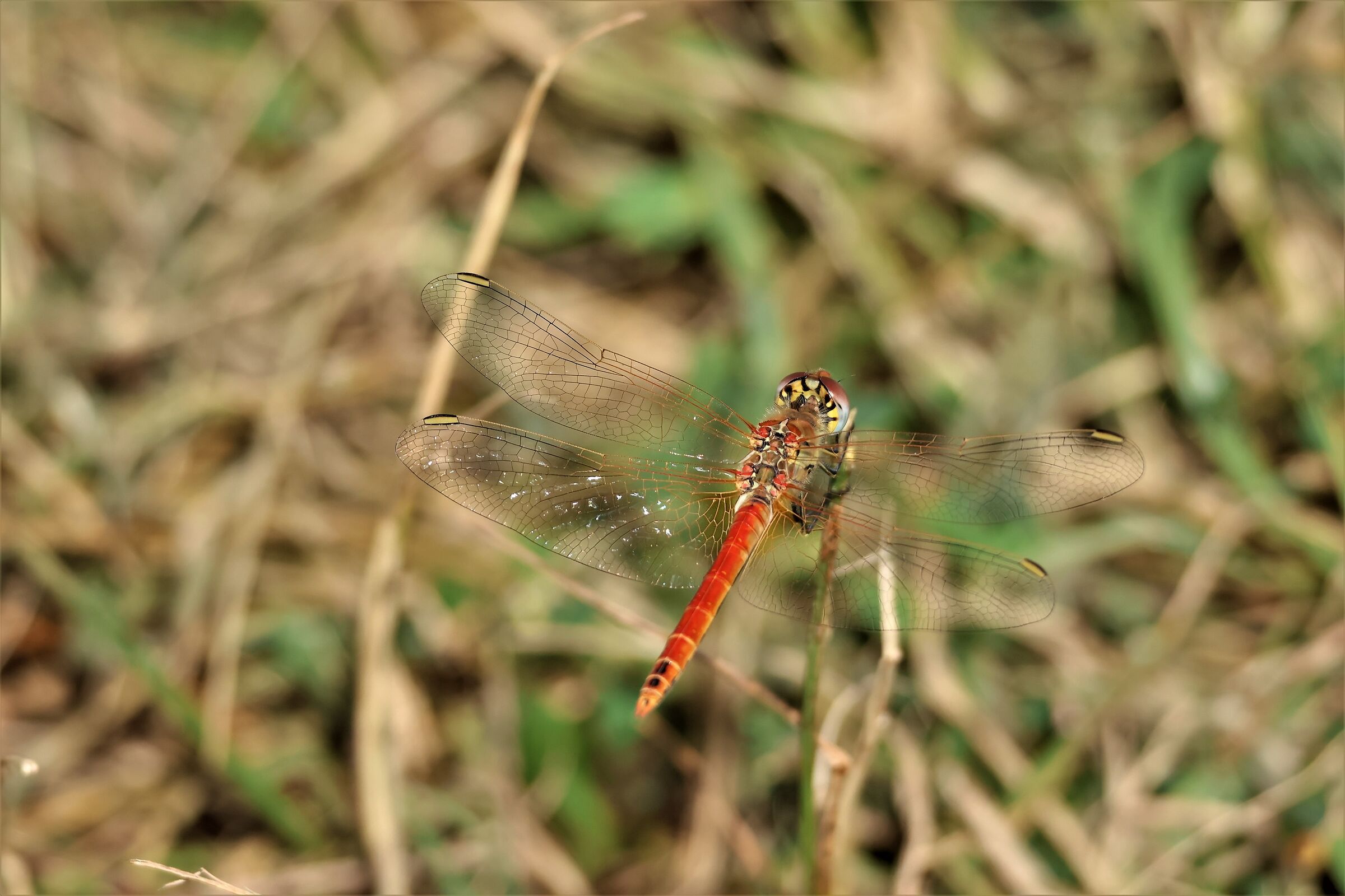 the perfection of the dragonfly......