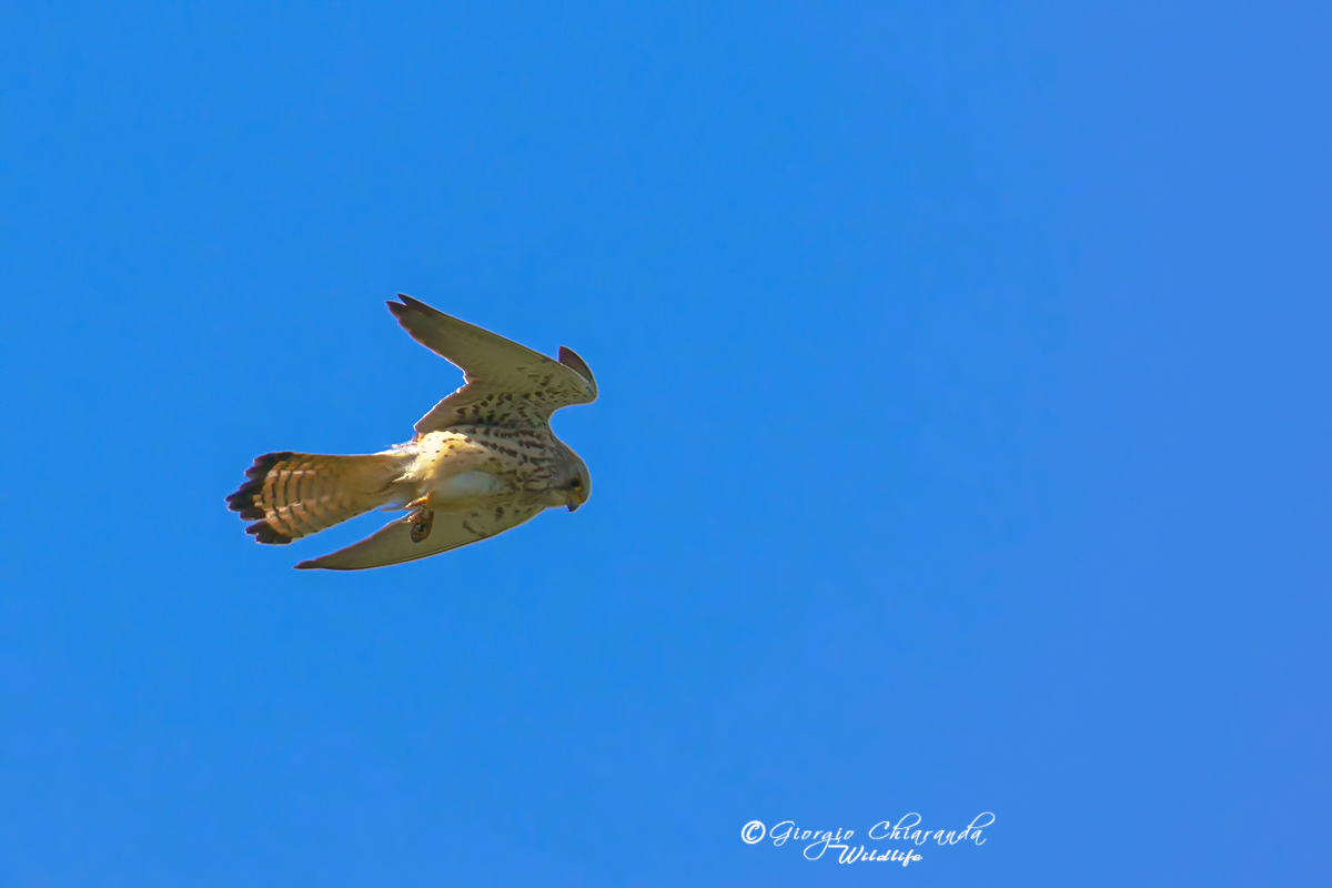 Lesser Kestrel (Falco naumanni) exploring...