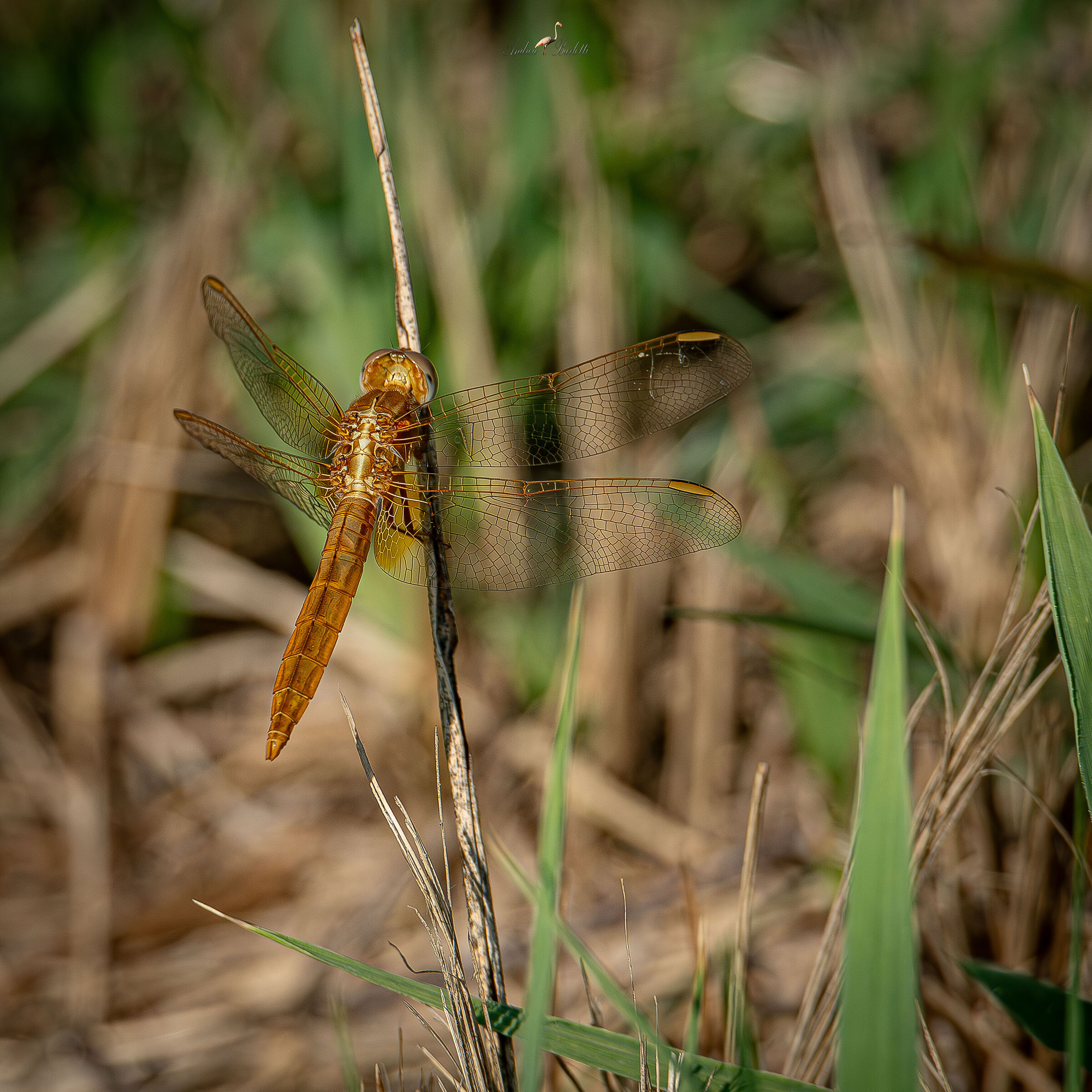 The golden dragonfly...