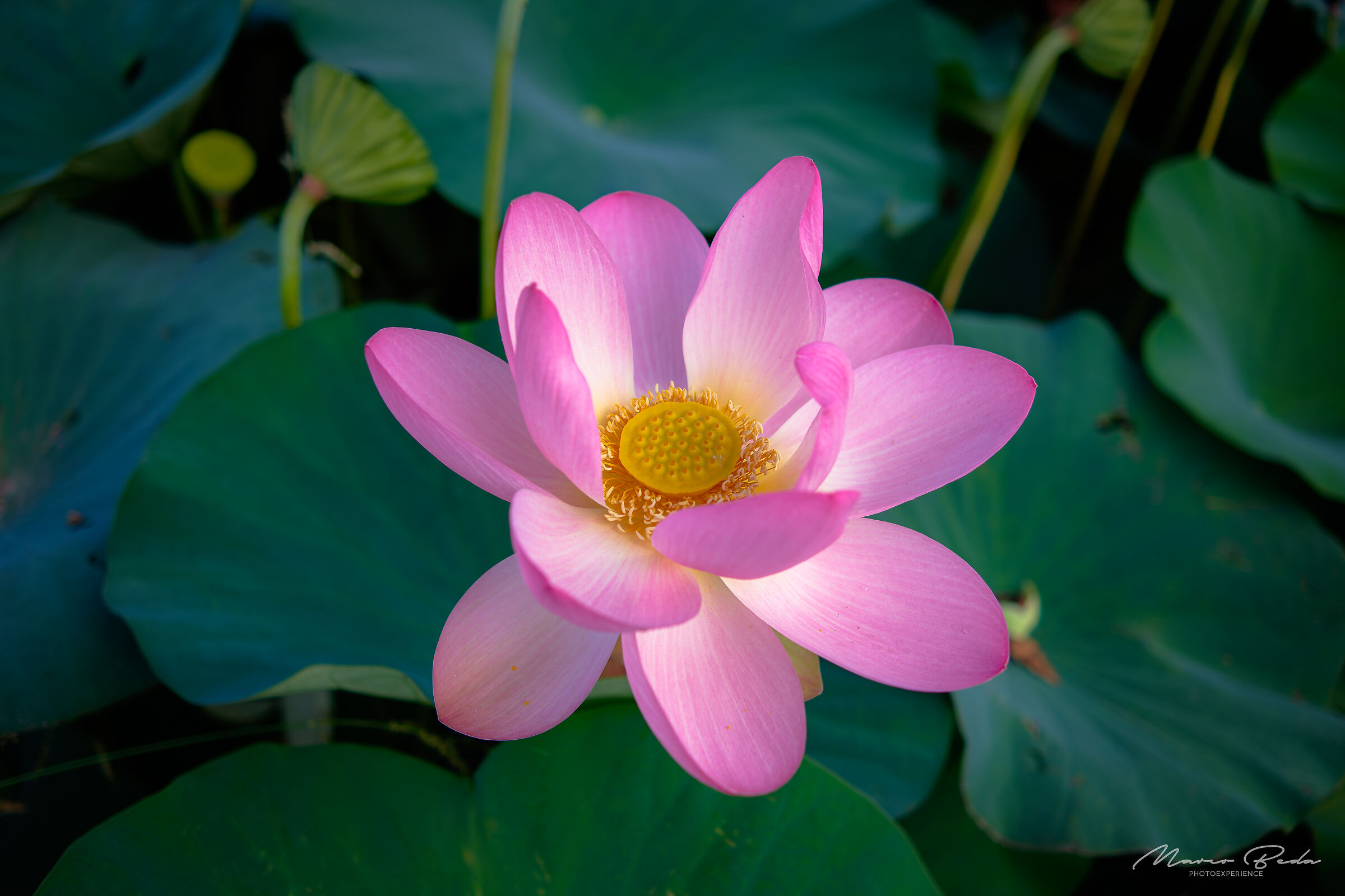 Lotus flower bloom...