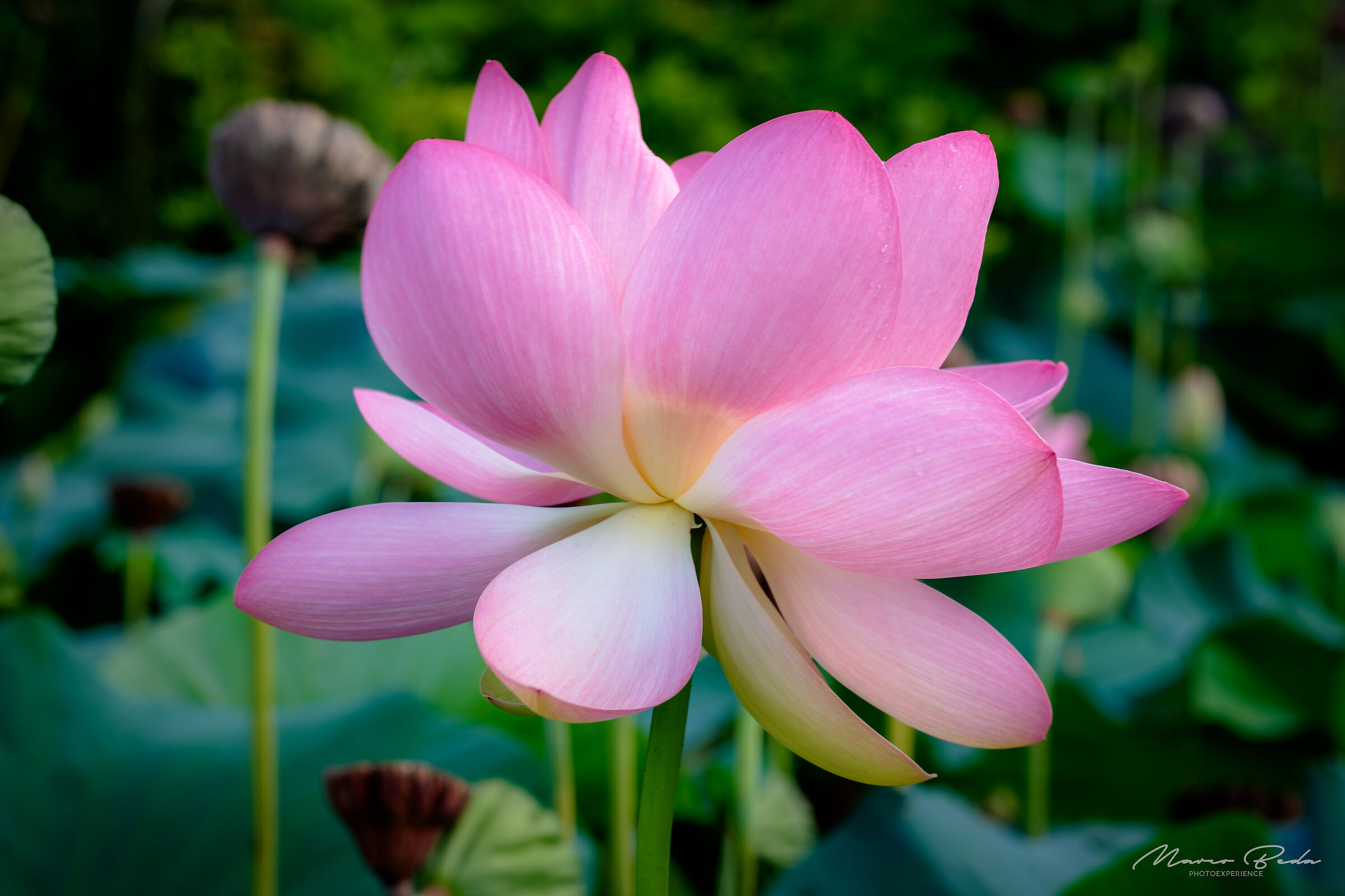 lotus flower...