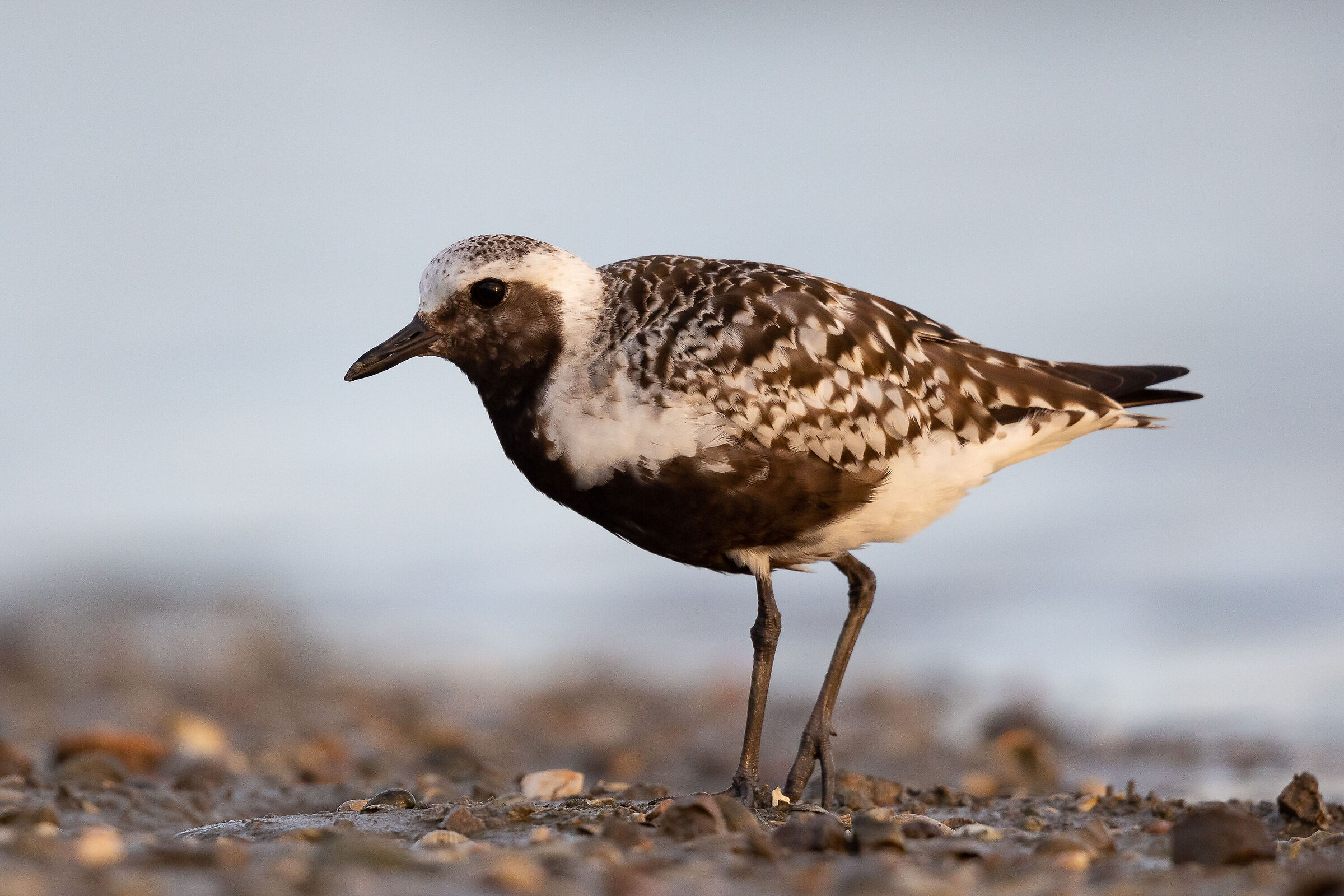 Plover in dress (almost)....