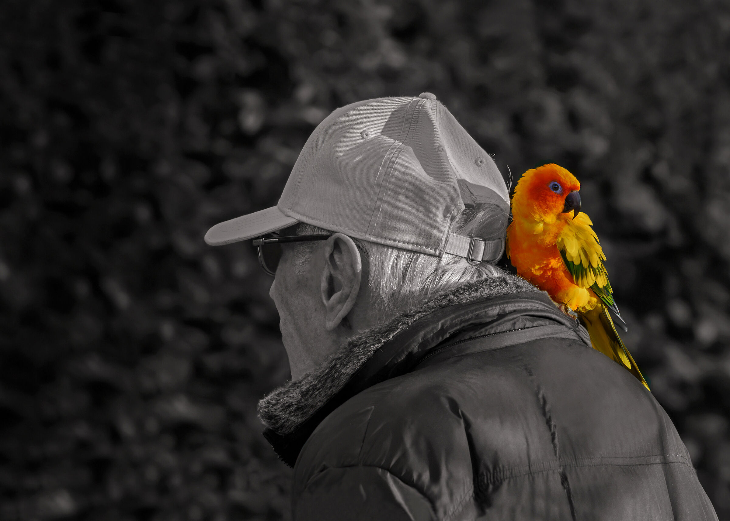 The man and the parrot...