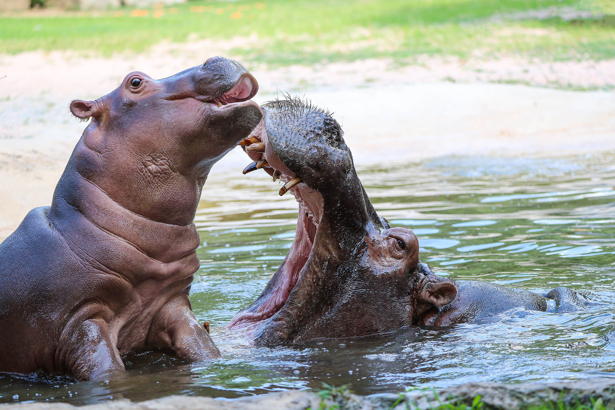 Hippo family play...