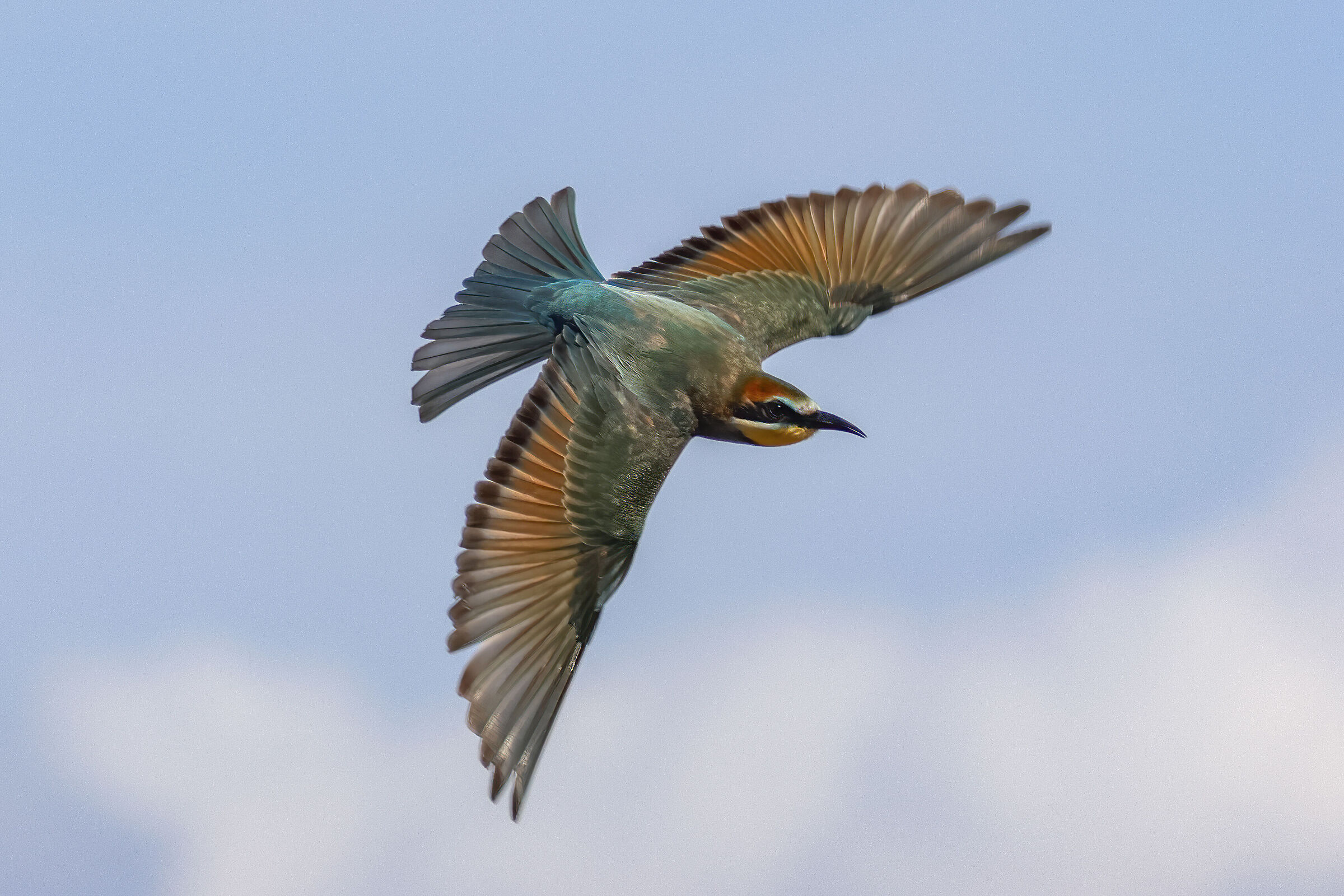 Evolutions of a Bee-eater...