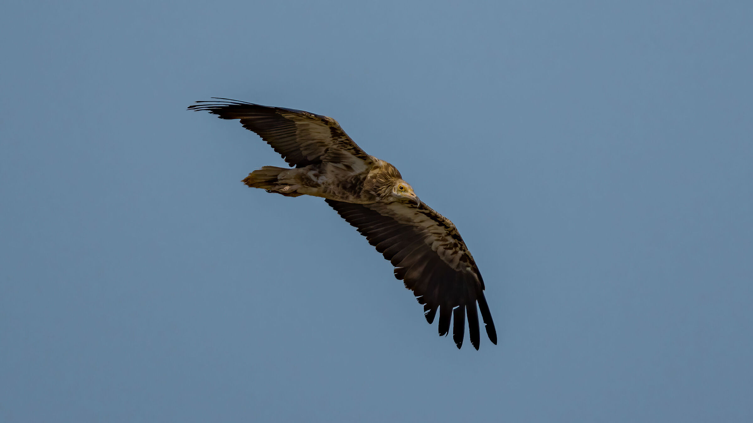 Young Egyptian vulture of step on the Nebrodi...