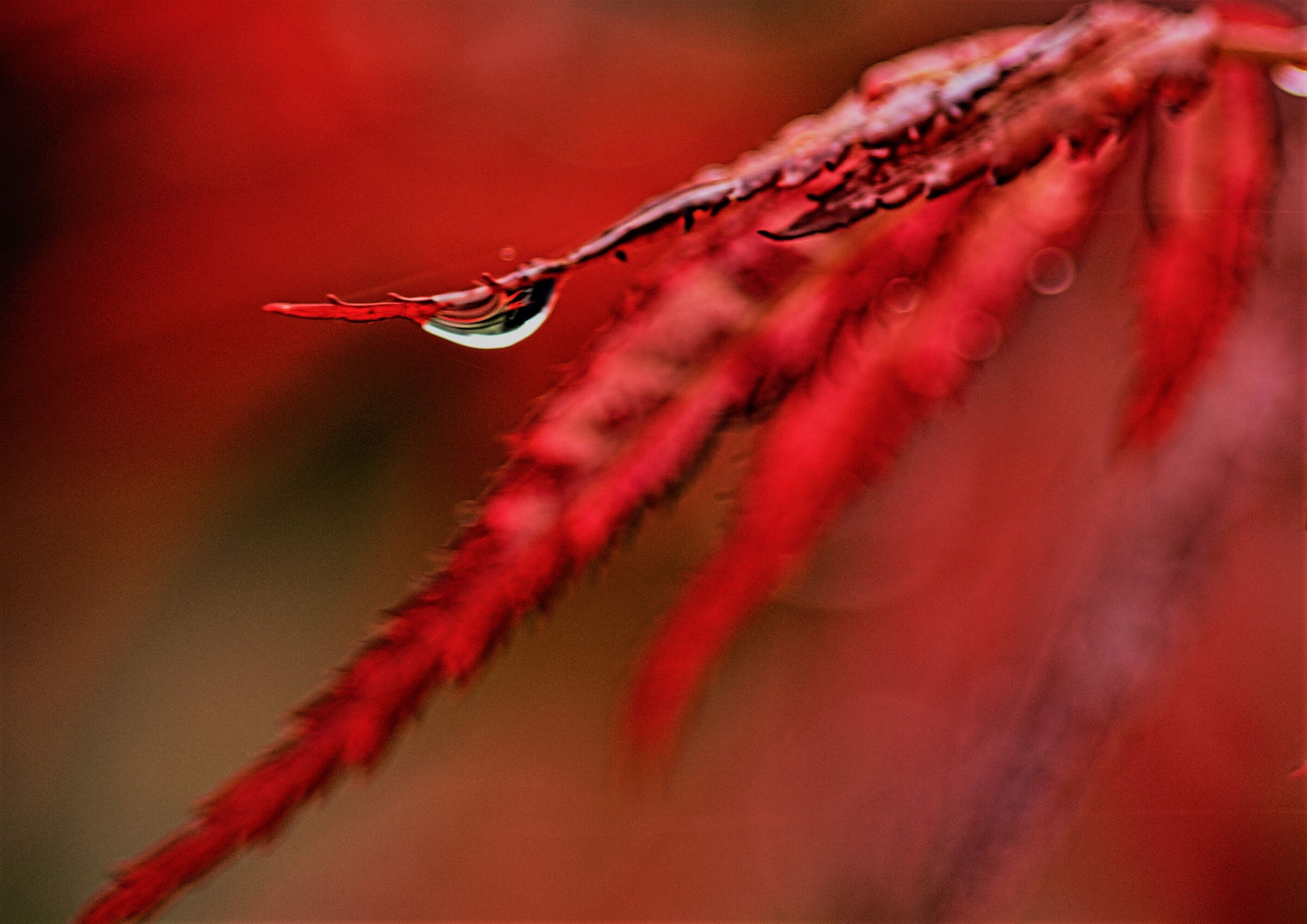 an impressionistic view on red Japanese maple leaf...