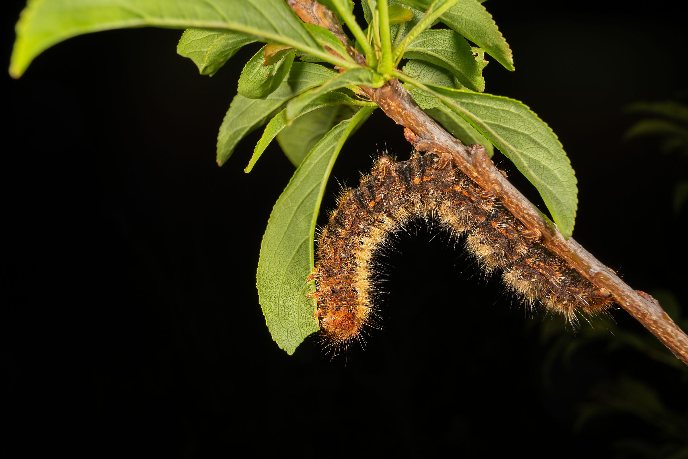 Lasiocampa quercus, caterpillar...