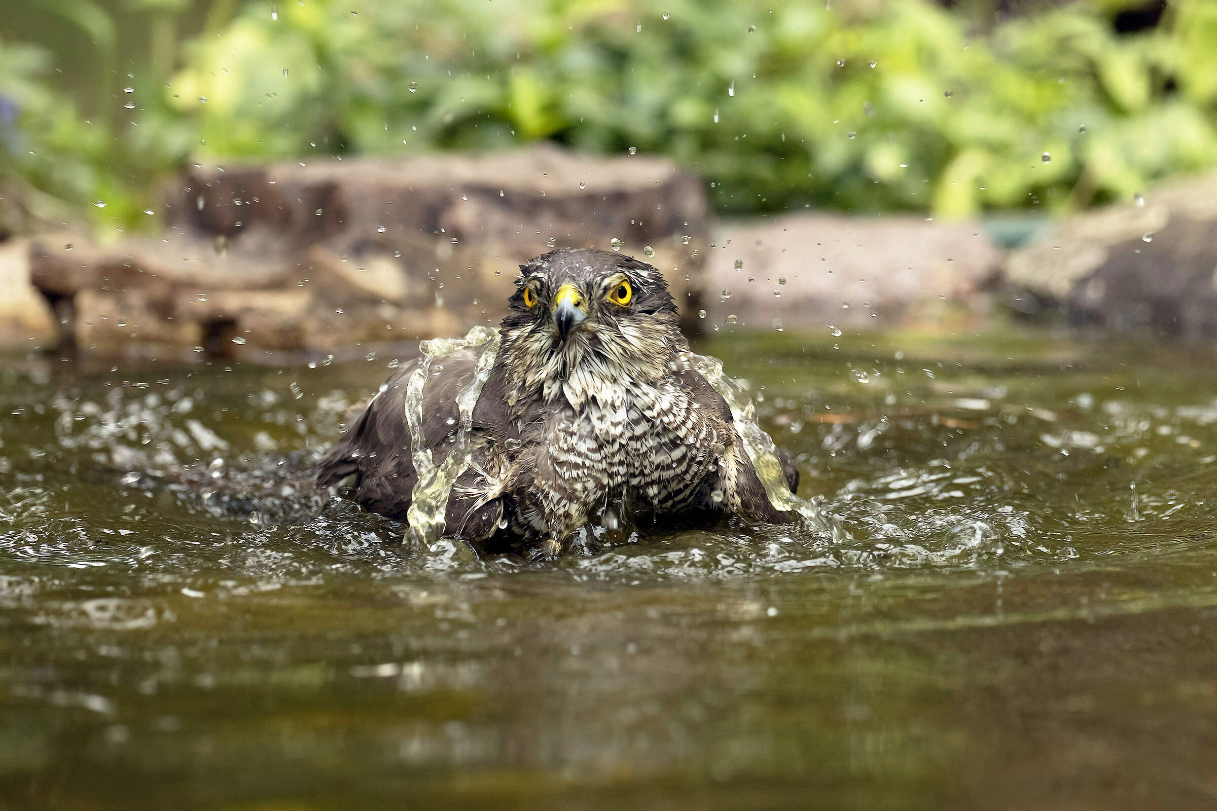 The daily bath - Sparrowhawk ...