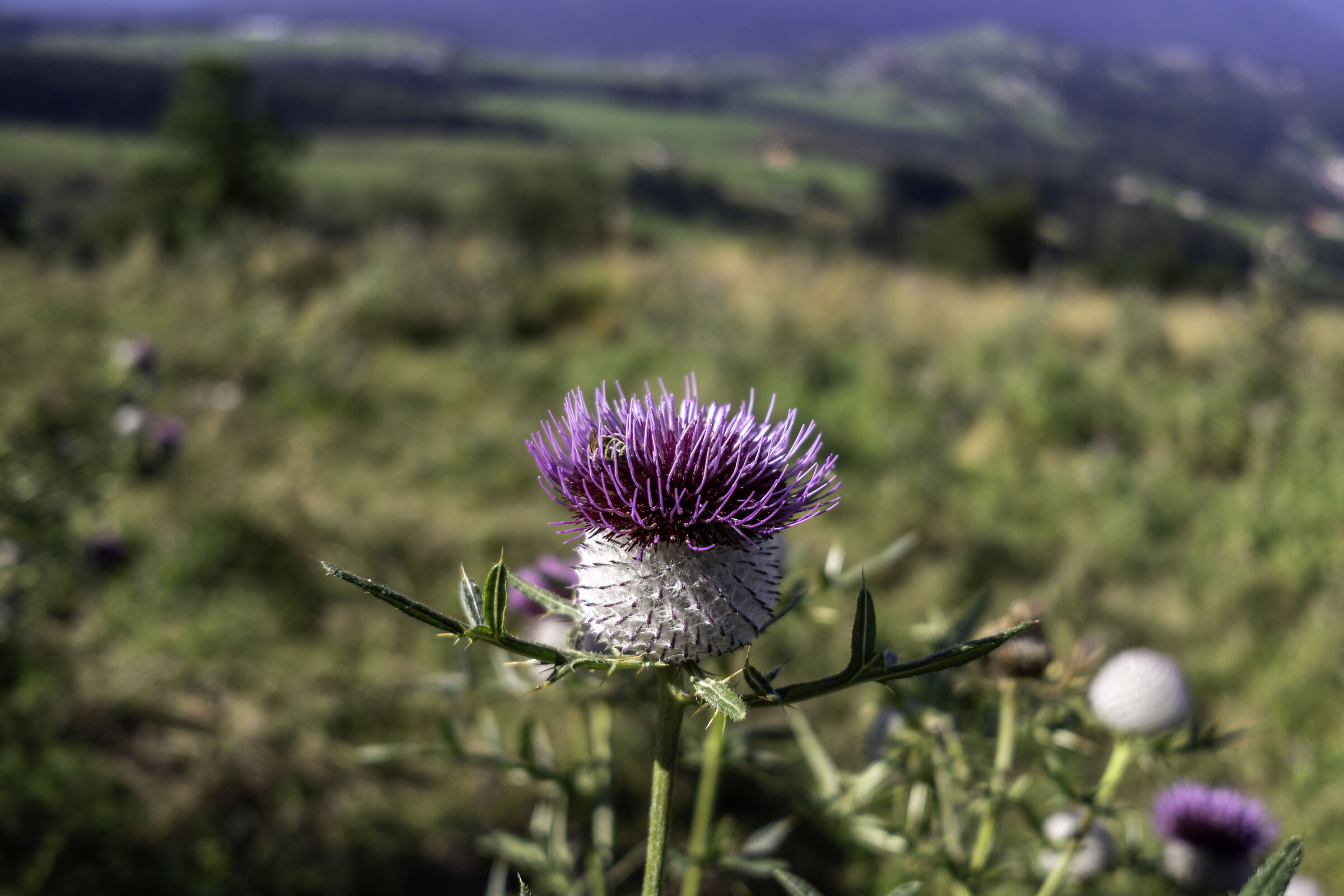 Thistles in the mountains 1...