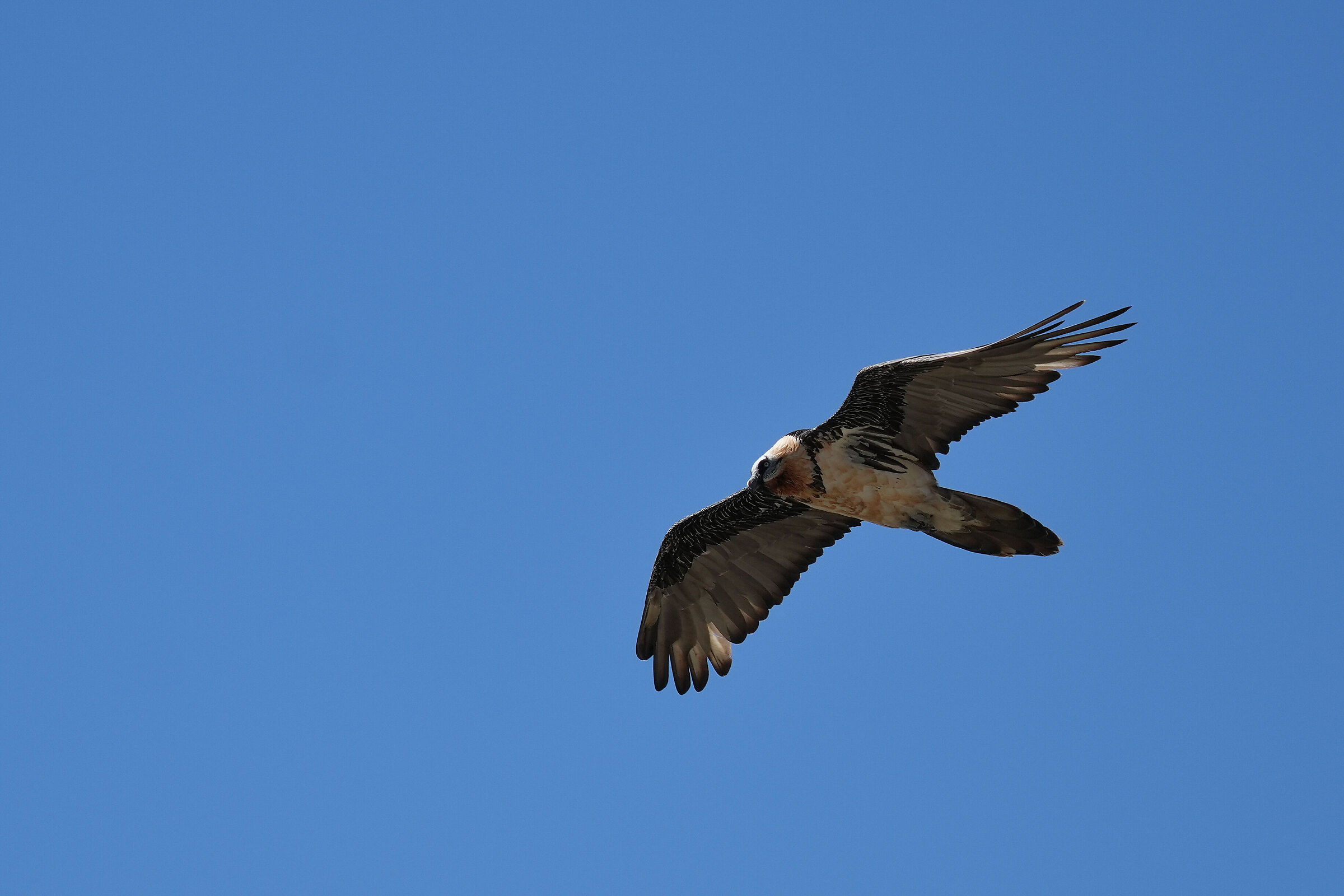 Bearded vulture - Stelvio Pass...