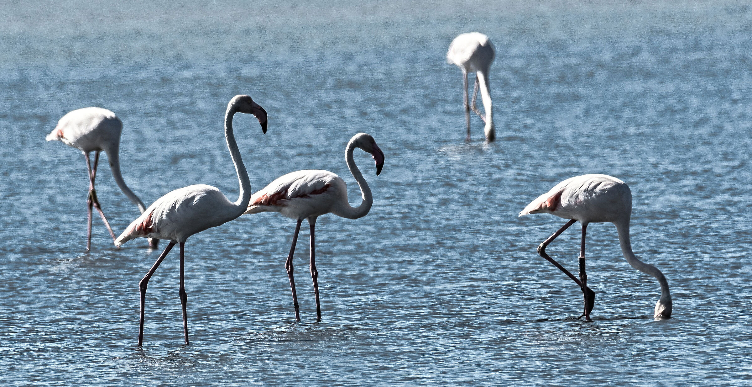flamingos salt pans Cervia...
