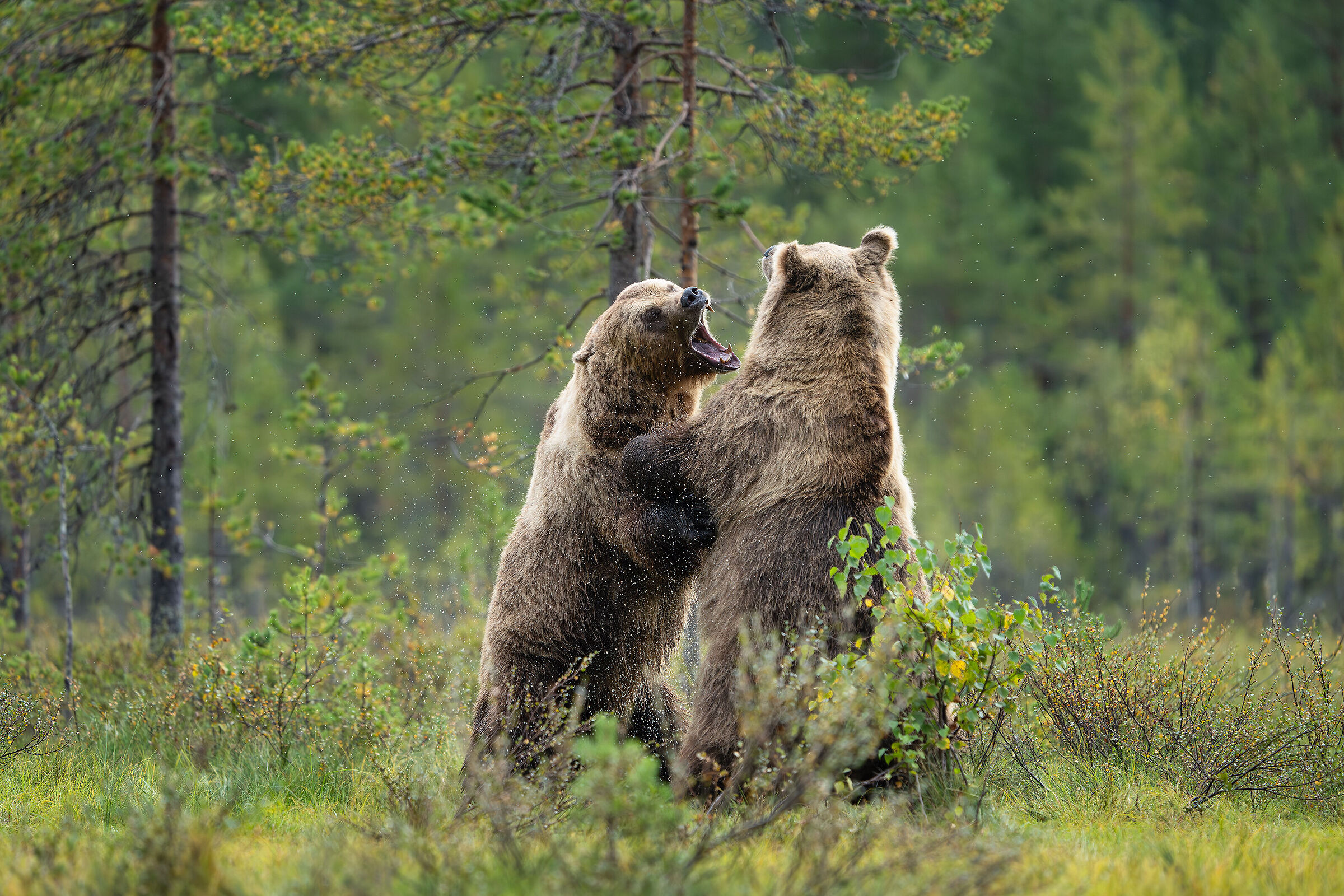 Bear' fight...