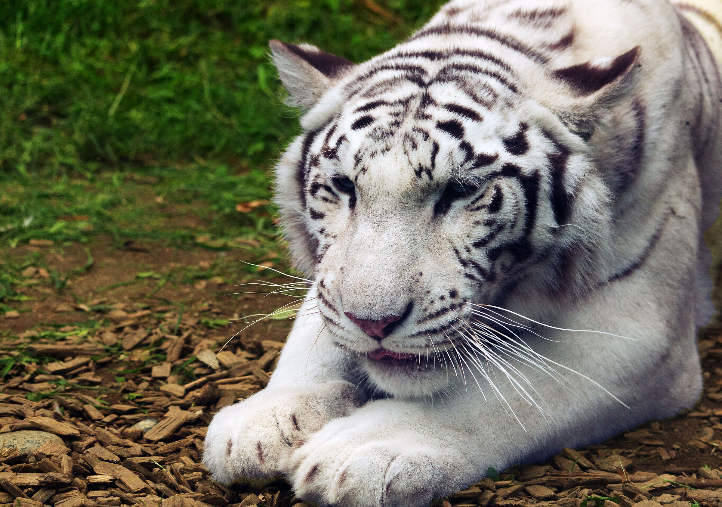 White tiger...