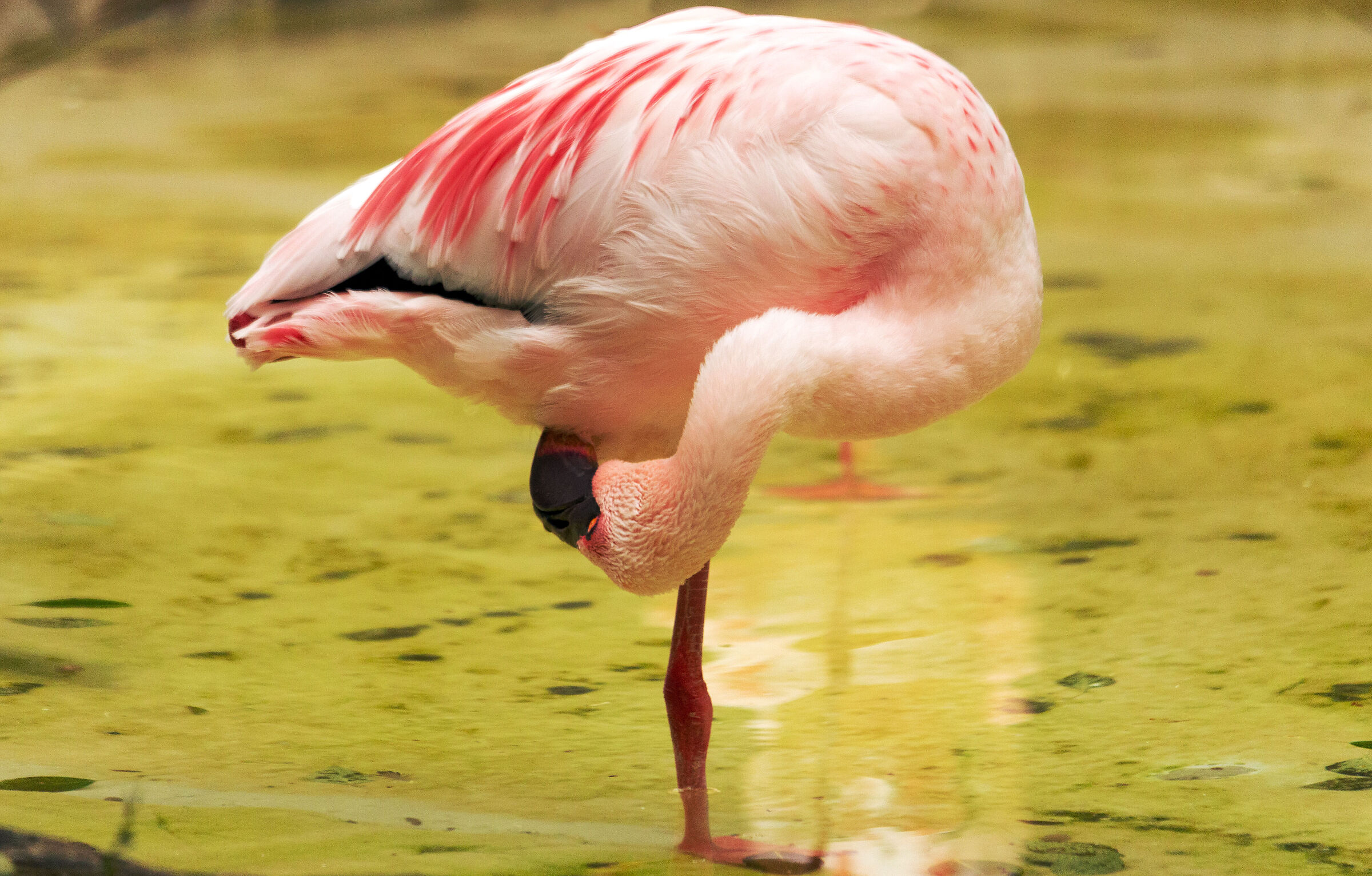 Flamingo2...