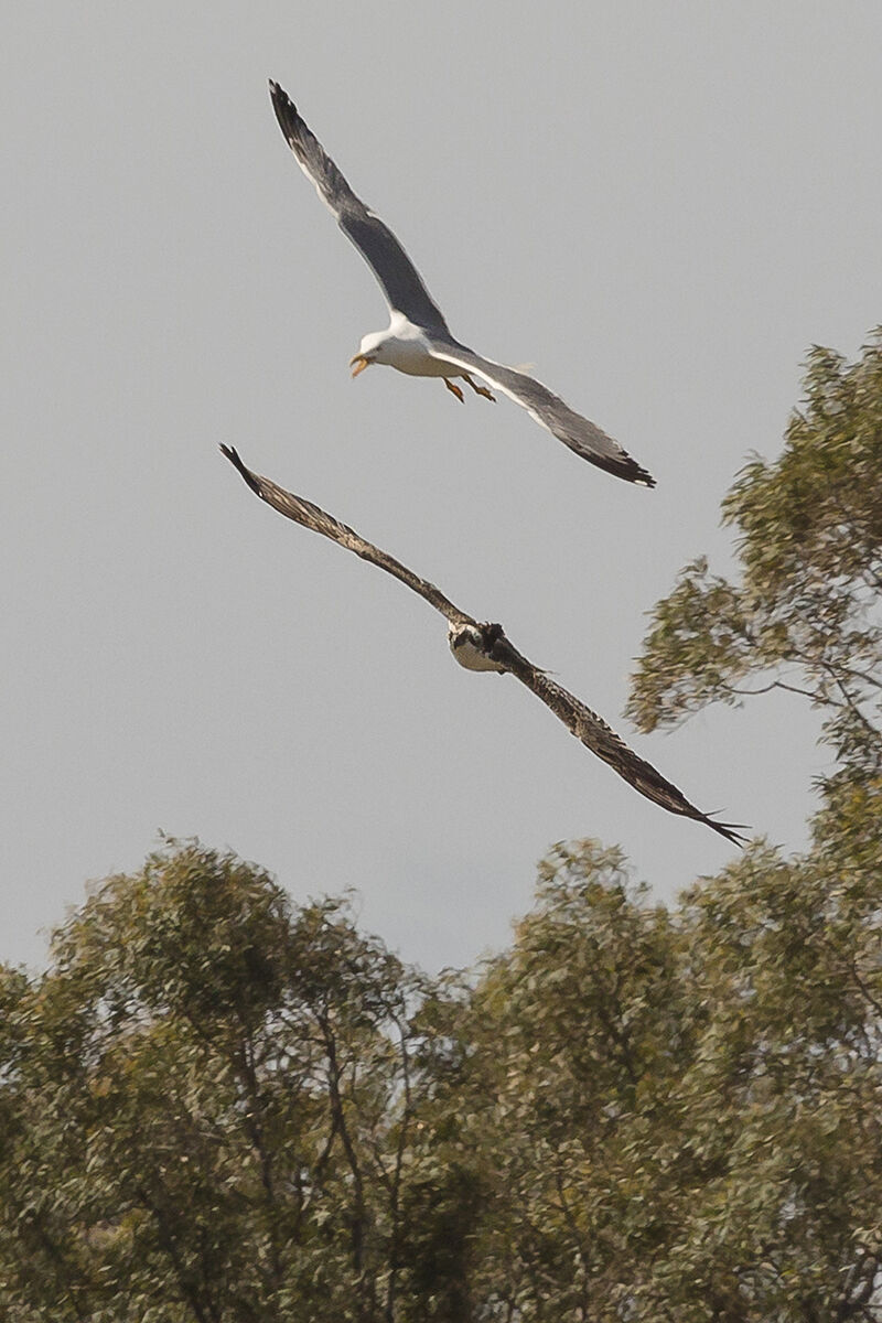 Seagull vs. Osprey...