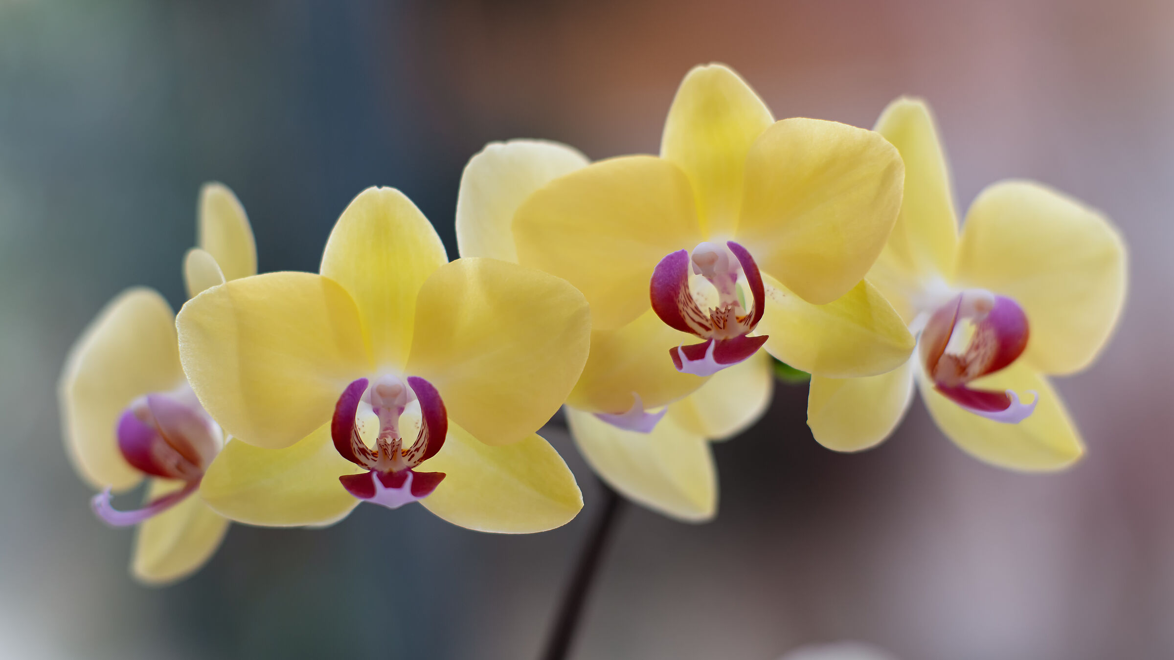 Orchid backlit 1...