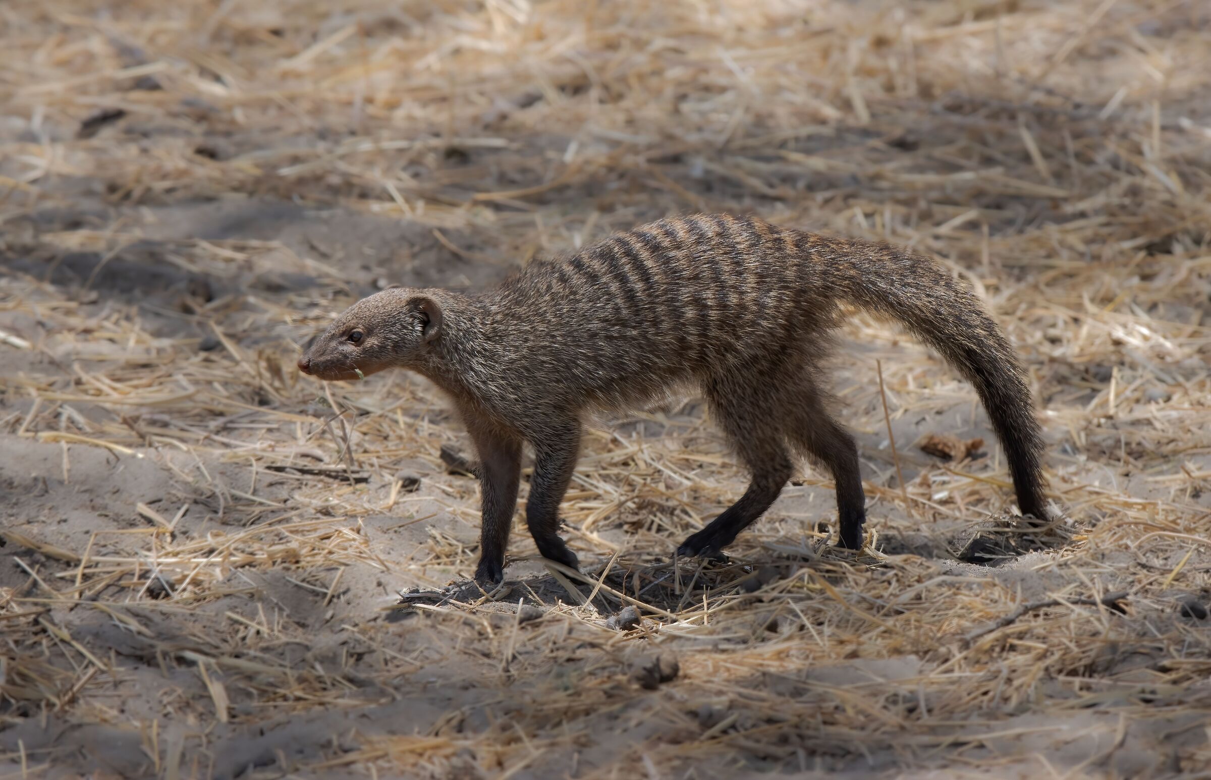 Striped mongoose...