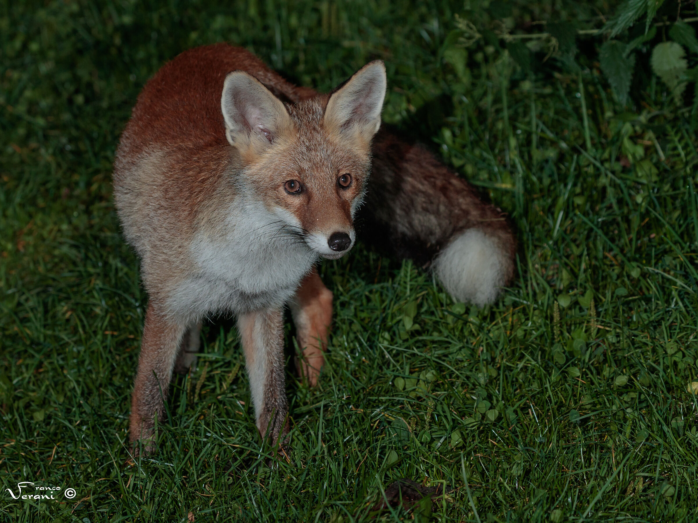 Red Fox (Vulpes vulpes) - Night - 05/09/2023...
