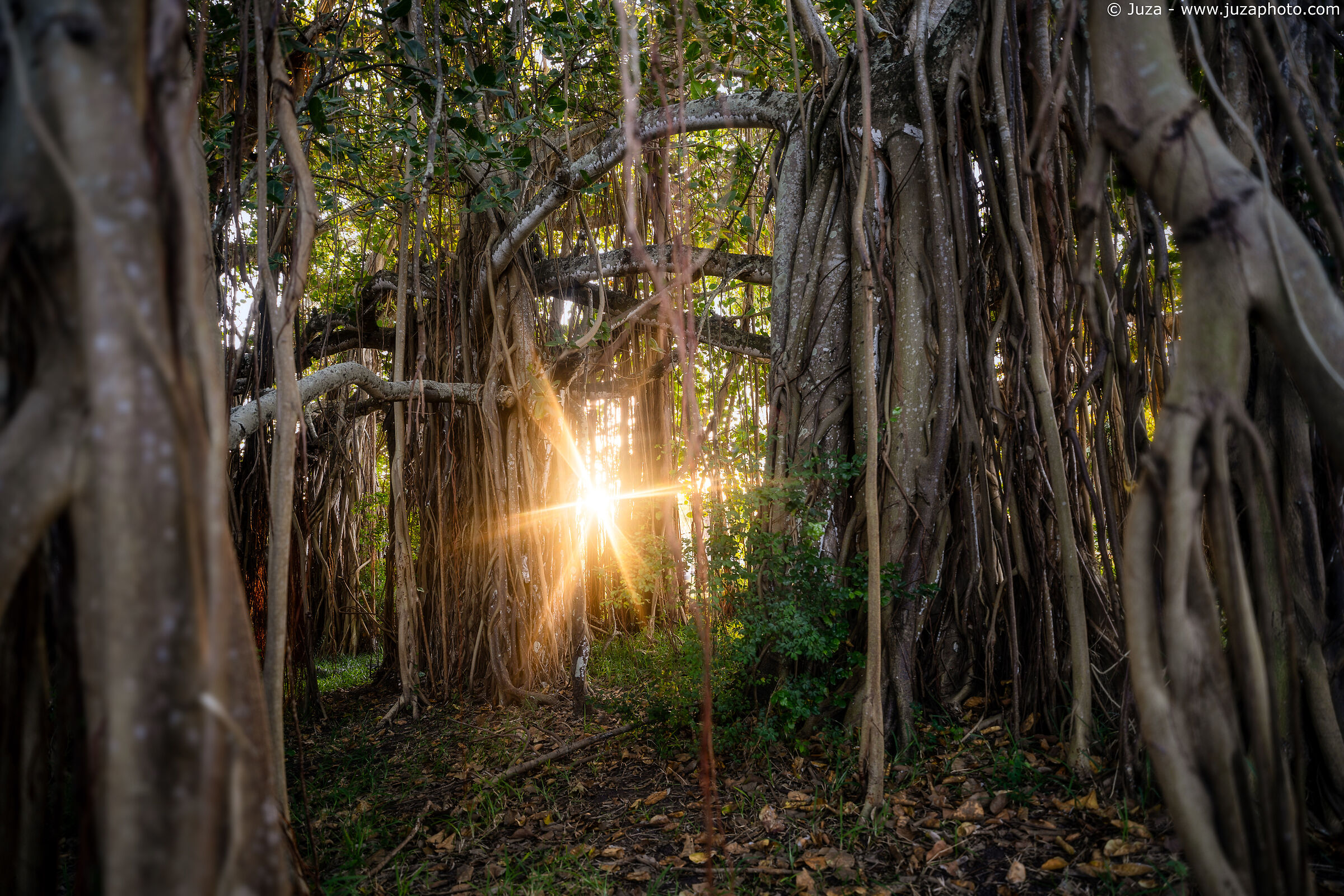 In the banyan forest...