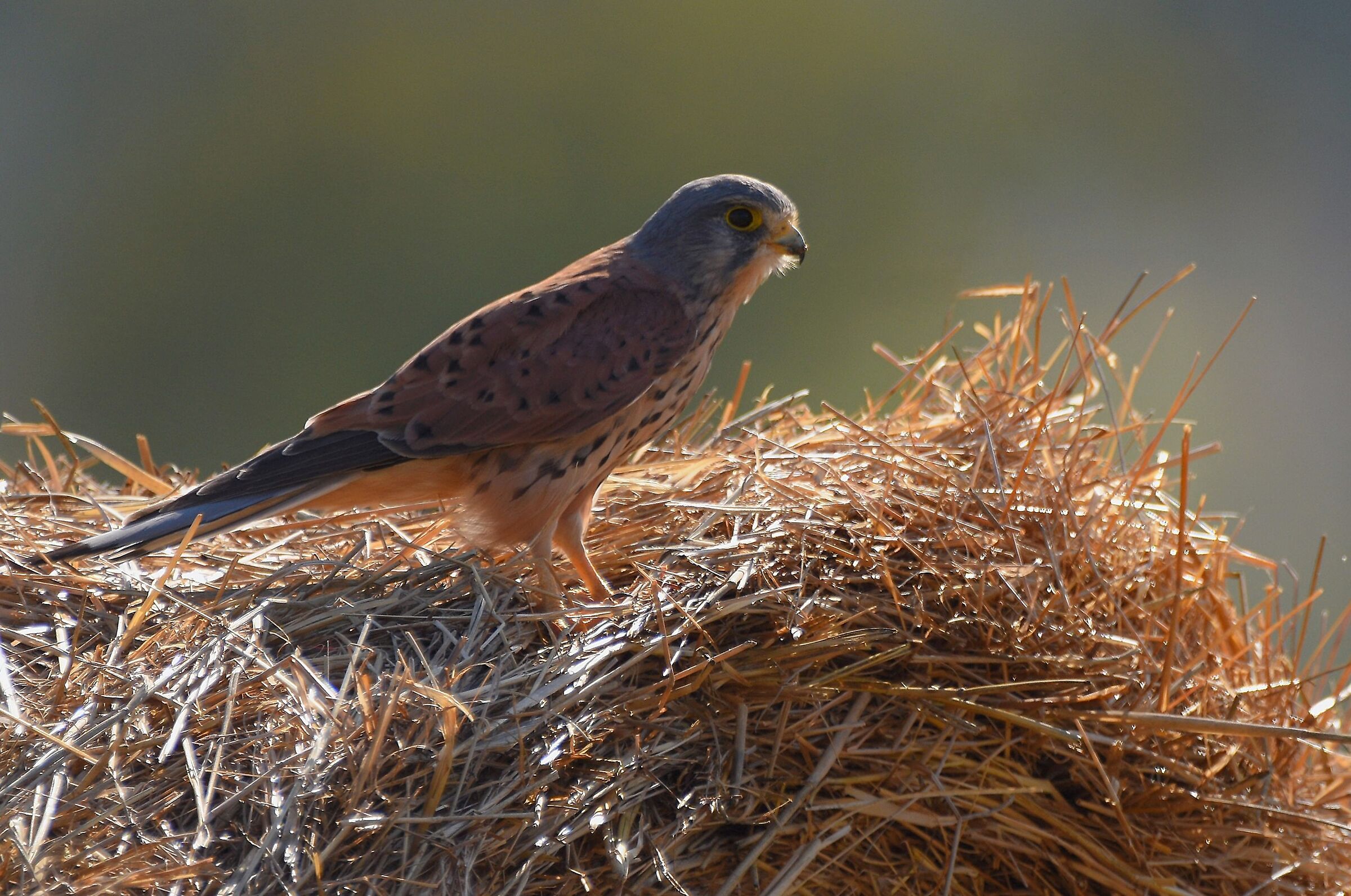 Kestrel (Falco tinnuculus)...