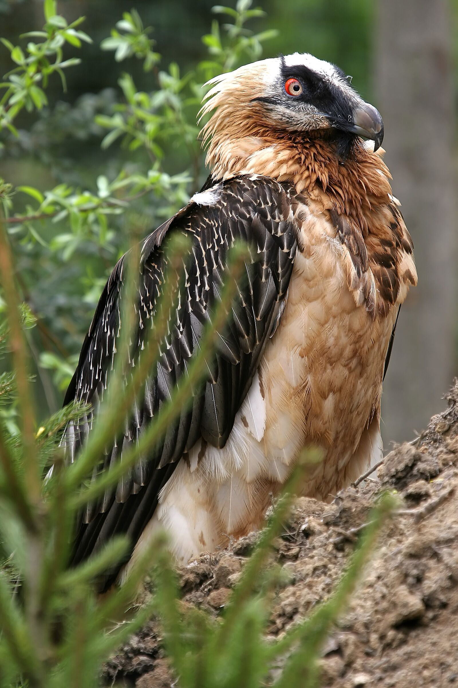 Bearded vulture female Argentera...