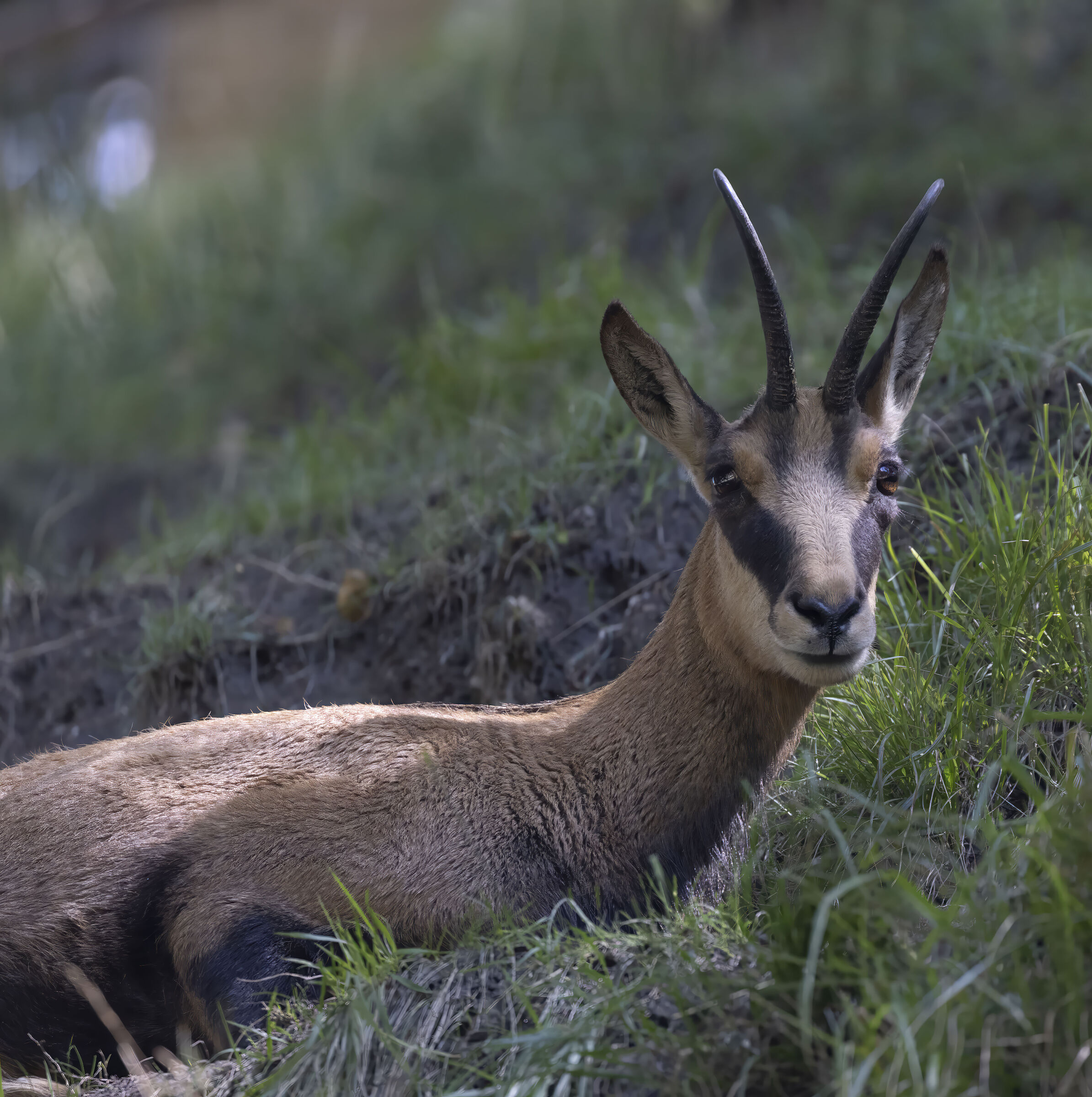 Chamois in the Gran Paradiso National Park...
