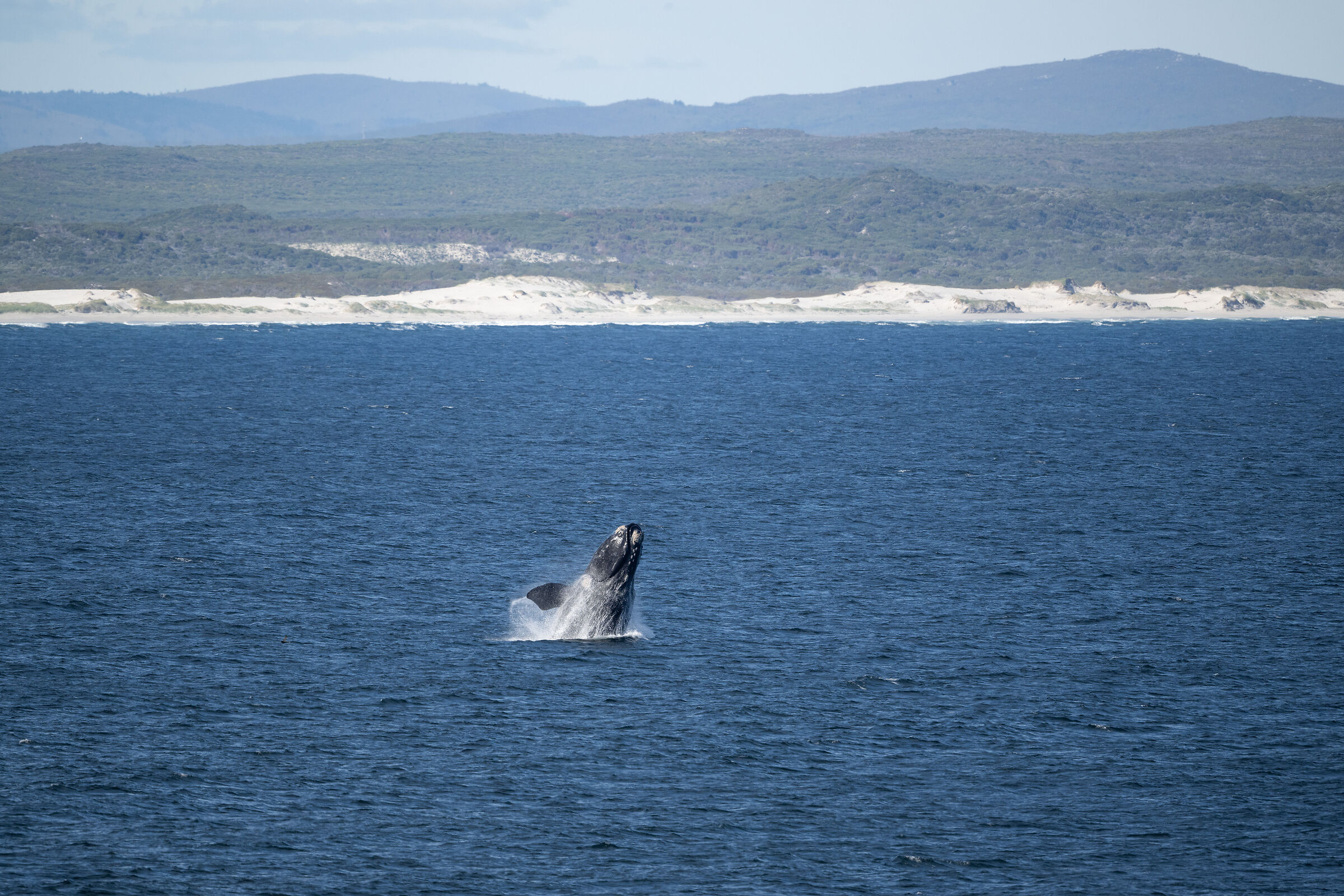 Southern right whale 2...