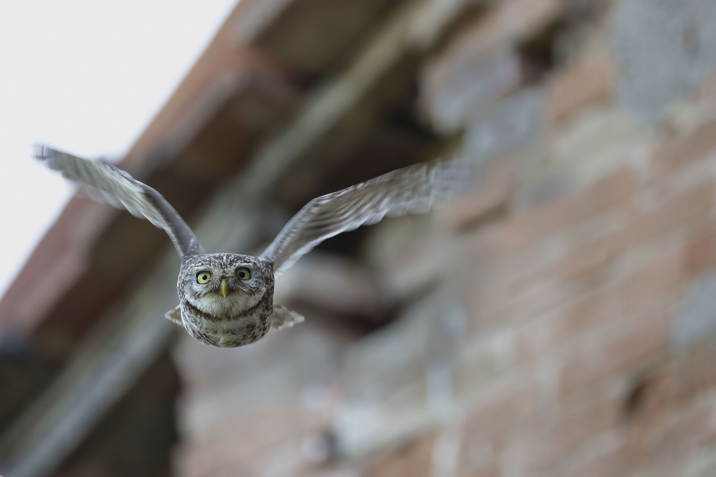 Fly little owl......