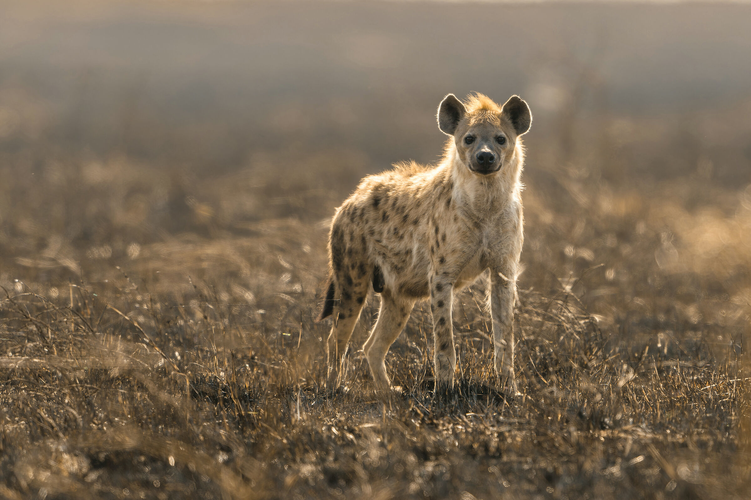 Hyena, Serengeti....