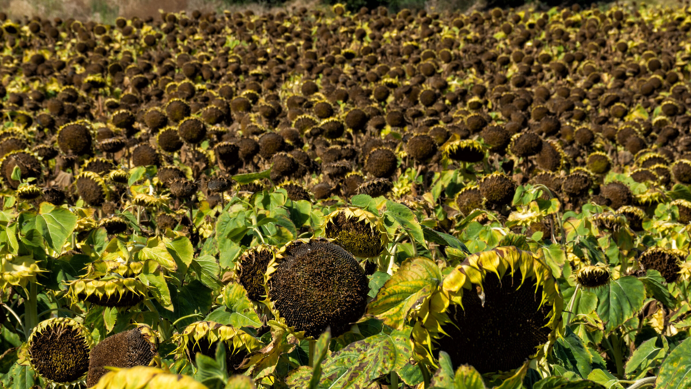 The expanse of former sunflowers...
