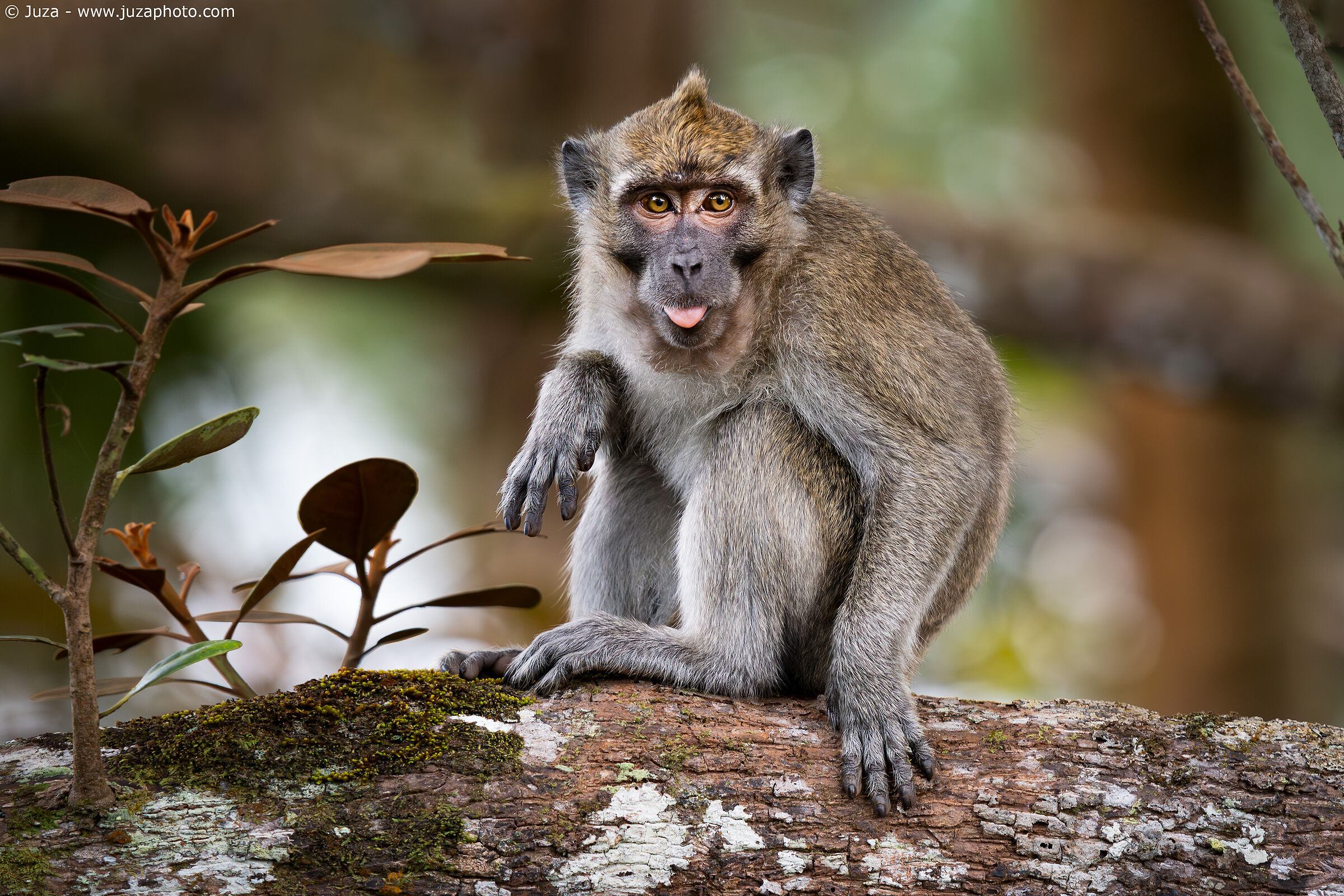 The tongue of the macaque...