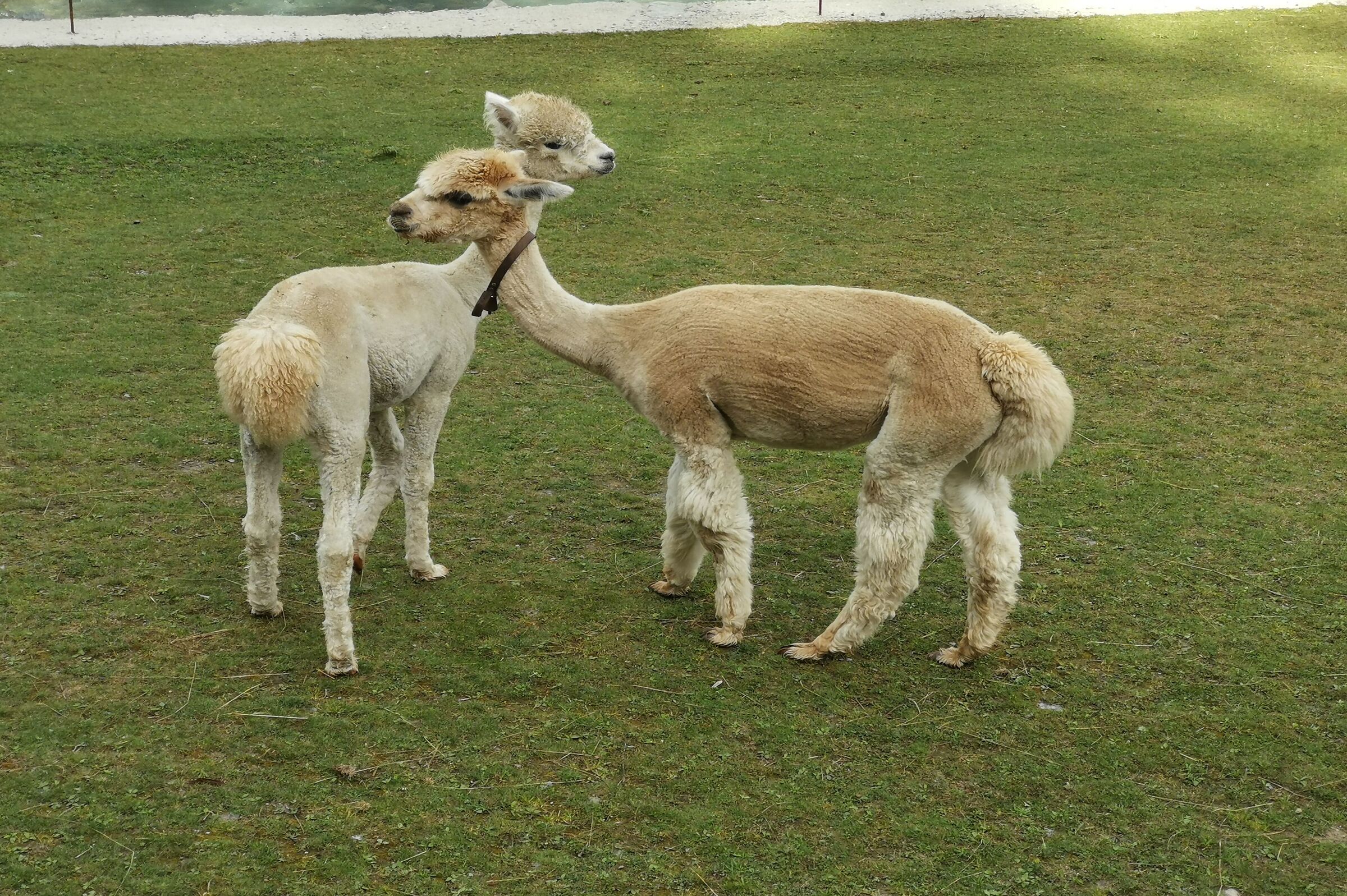 Two pretty Alpacas in Val d'Ayas (Aosta Valley)...